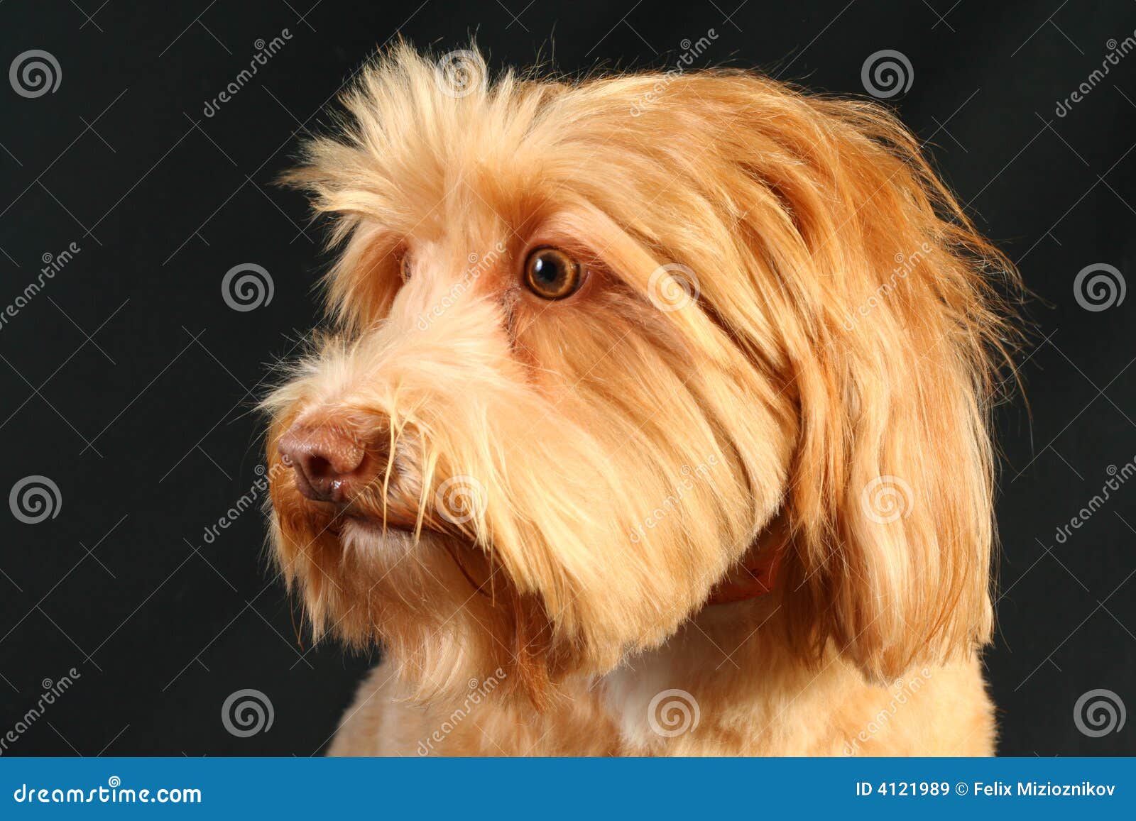 white wirehaired pointing griffon