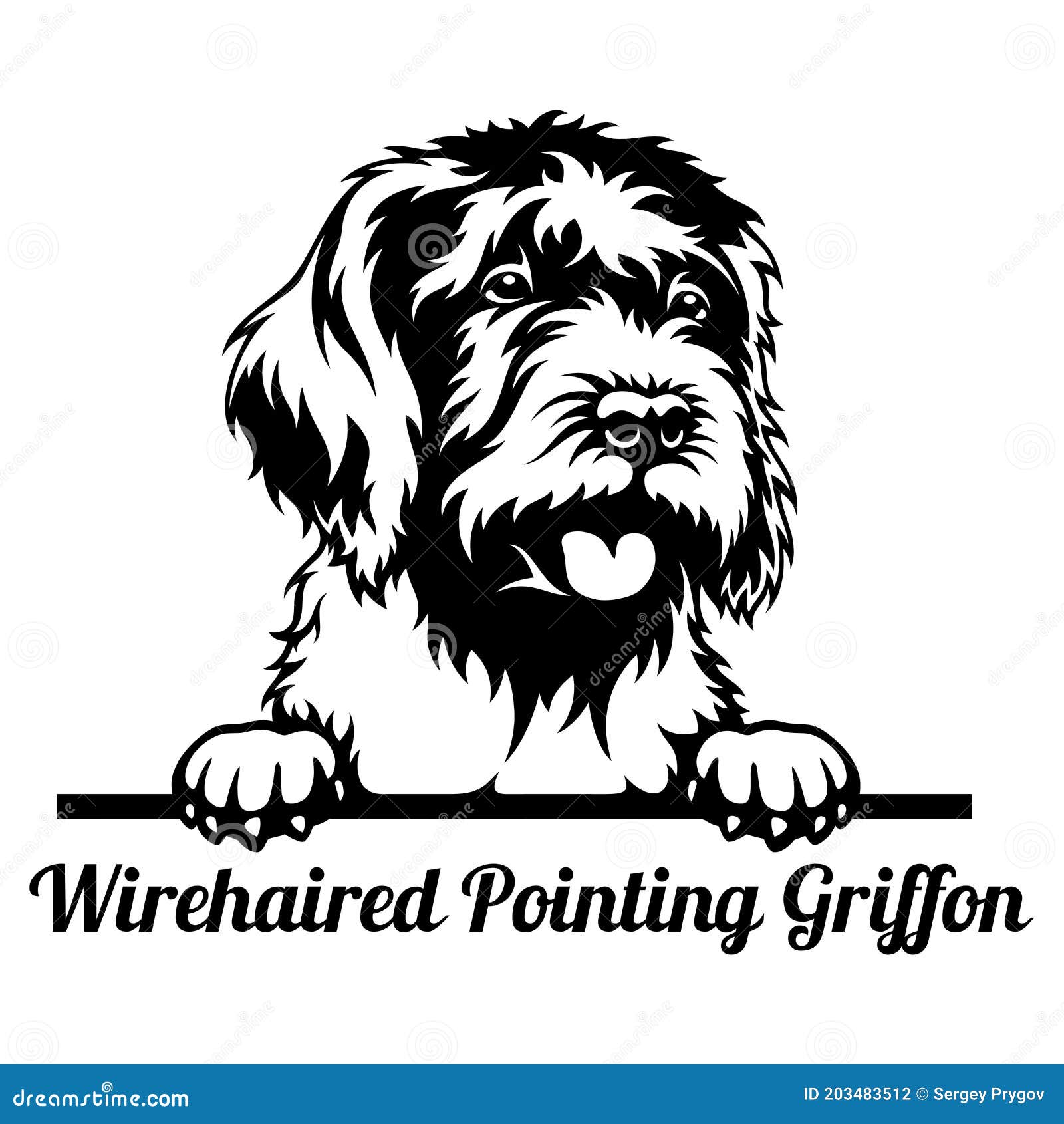 wirehaired pointing griffon peeking dog - head  on white