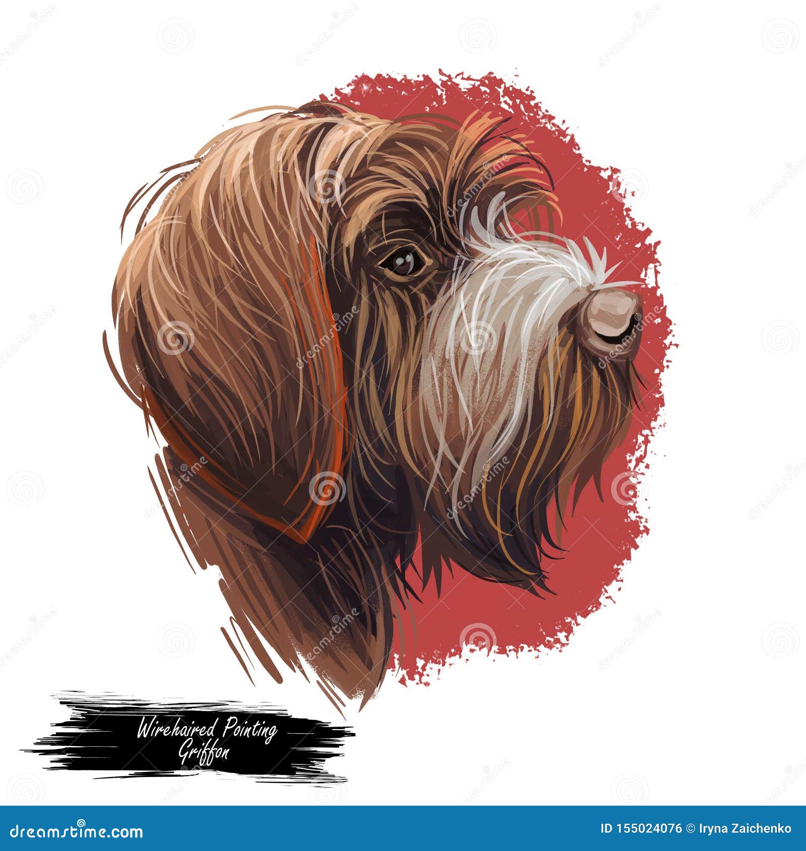 wirehaired pointing or korthals griffon dog breed portrait  on white. digital art , animal watercolor drawing