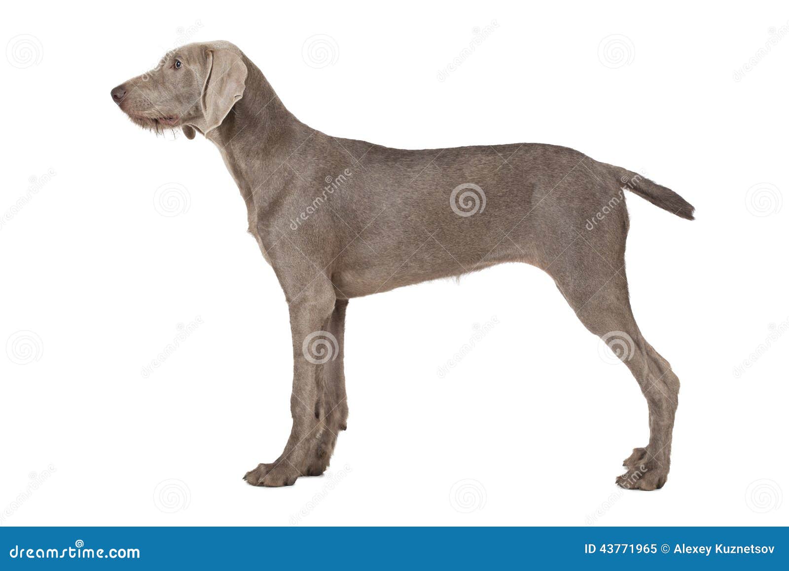 wirehaired slovakian pointer