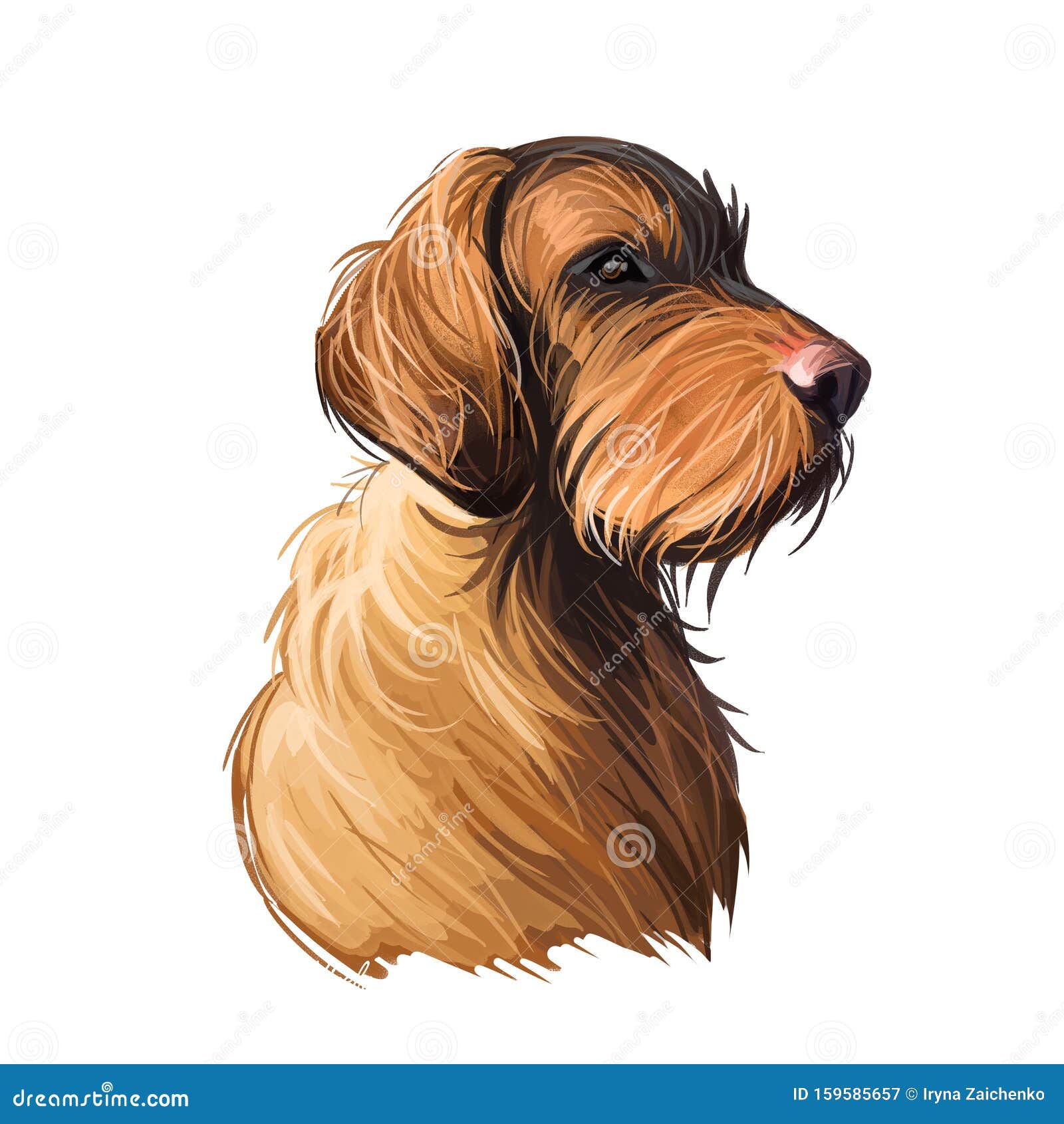 Wirehaired Vizsla Dog Breed Portrait Isolated On White Digital Art Illustration Animal Watercolor Drawing Of Hand Drawn Doggy Stock Illustration Illustration Of Digital Lovely 159585657