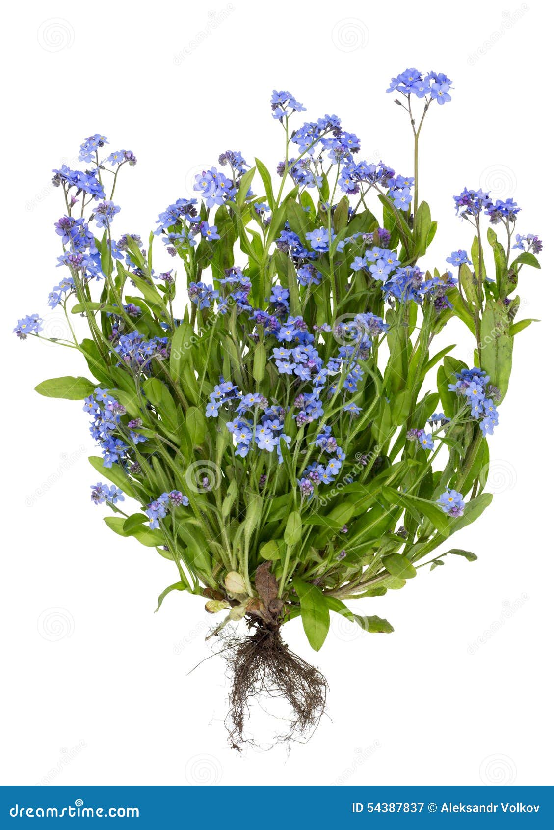 Wirkliche Blaue Blumen Mit Wurzeln Stockbild Bild von wurzel, wild