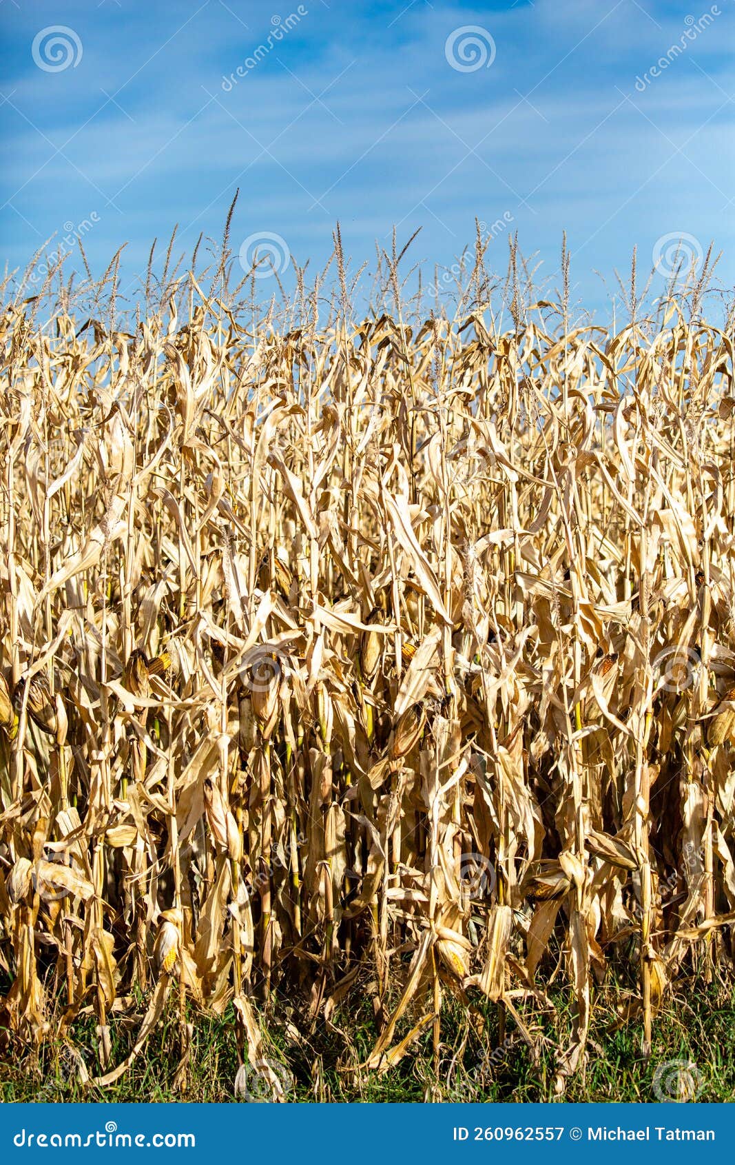 Wisconsin Cornfield Ready for Harvest with Copy Space Stock Image