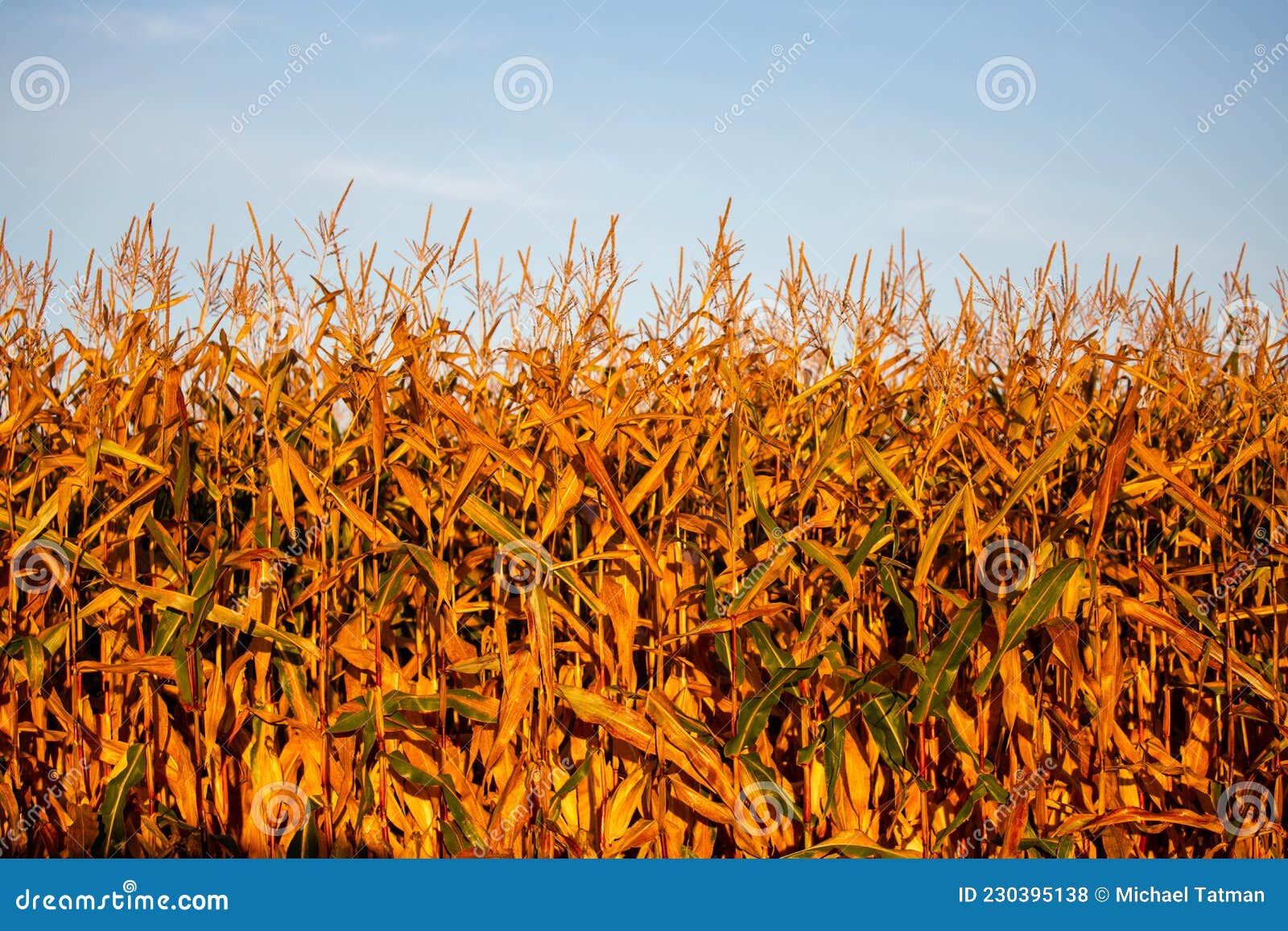 Wisconsin Cornfield Ready for Harvest in September Stock Photo Image