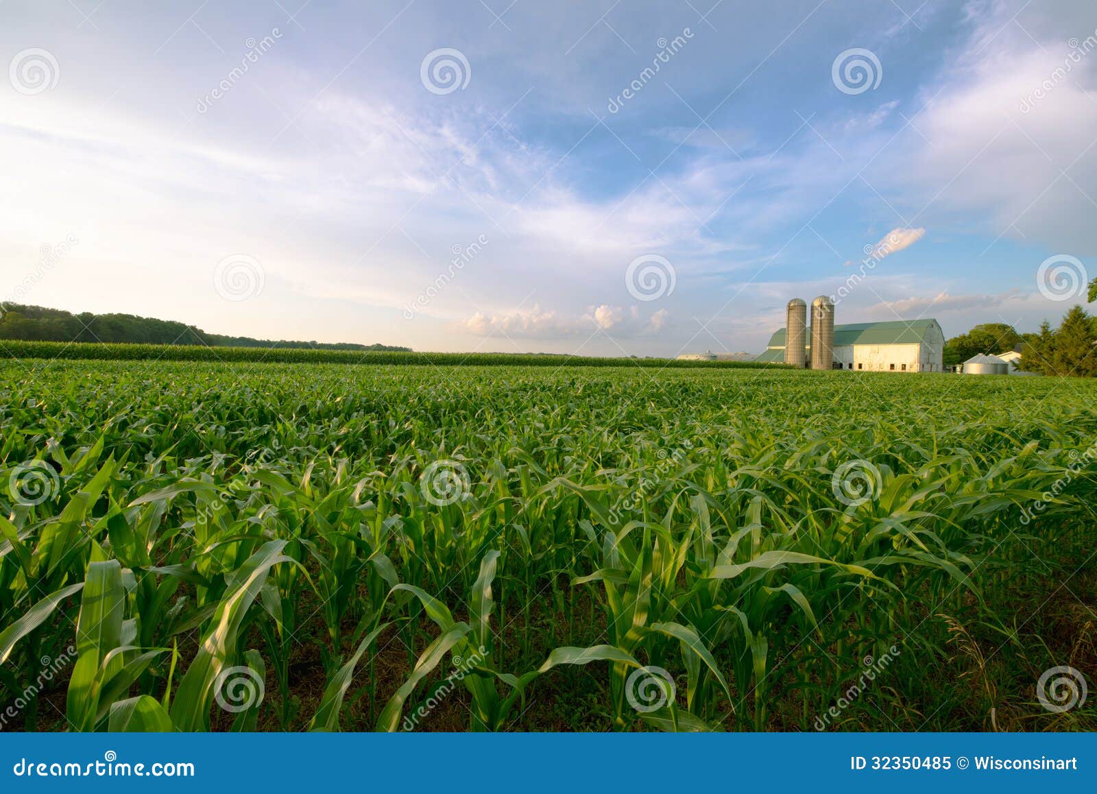 wisconsin dairy farm, barn by field of corn