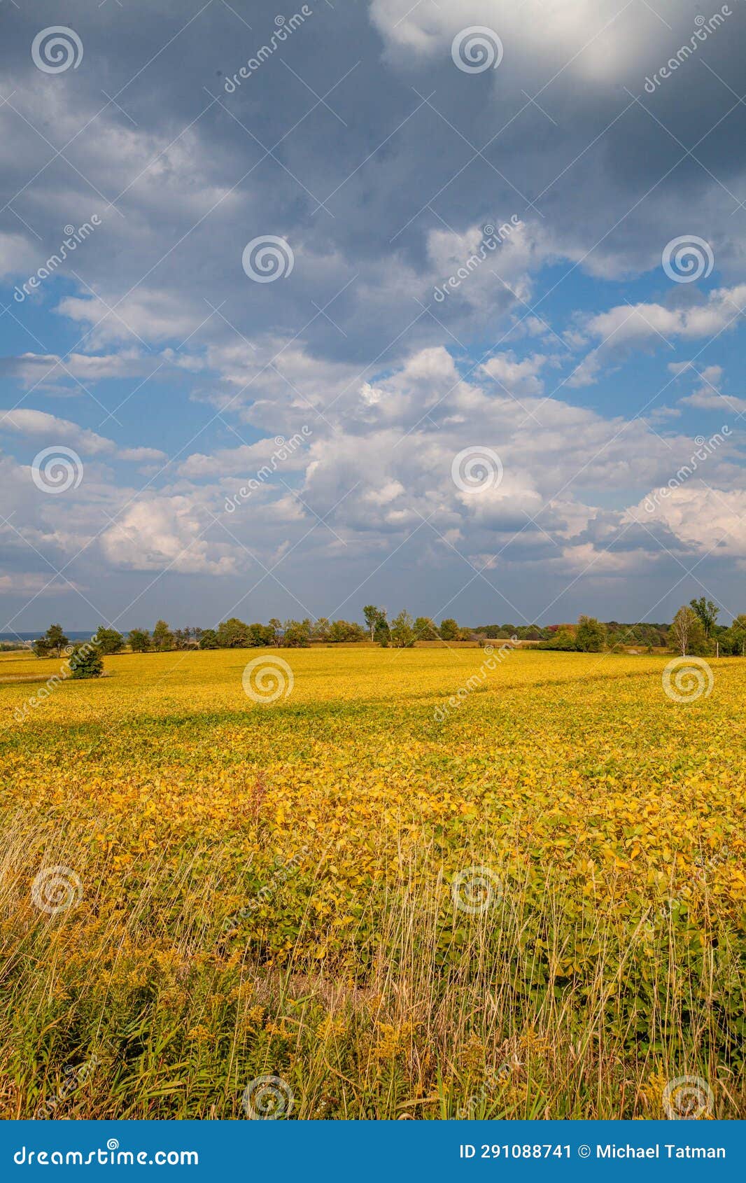 Wisconsin Soybean Field Turning Yellow in September Stock Image Image
