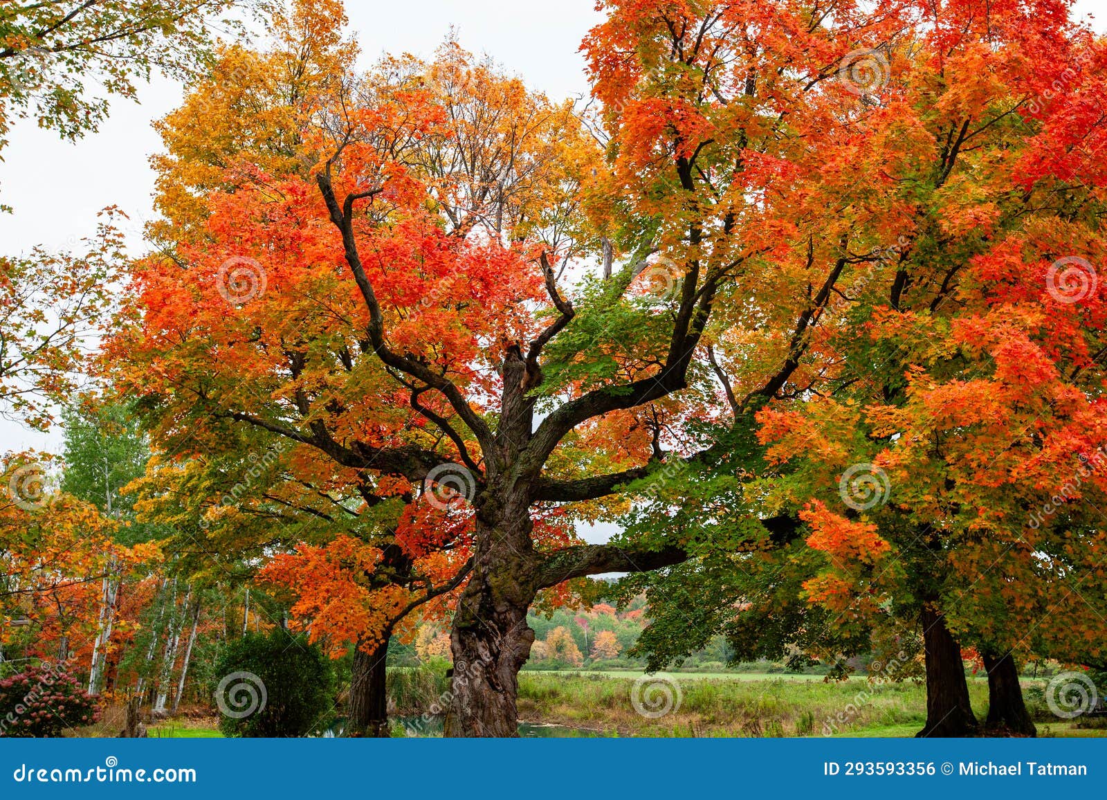 Wisconsin Sugar Maple Tree in September Turning Colors Stock Photo