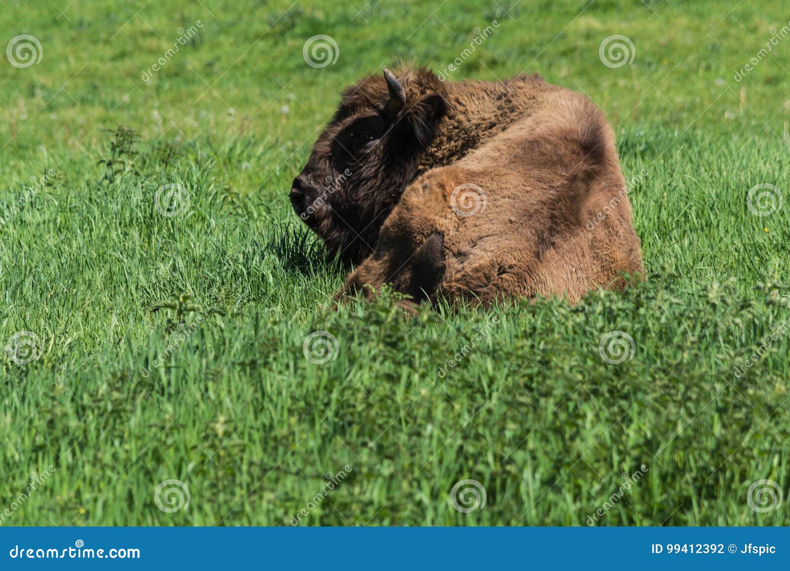 wisent in neandertal