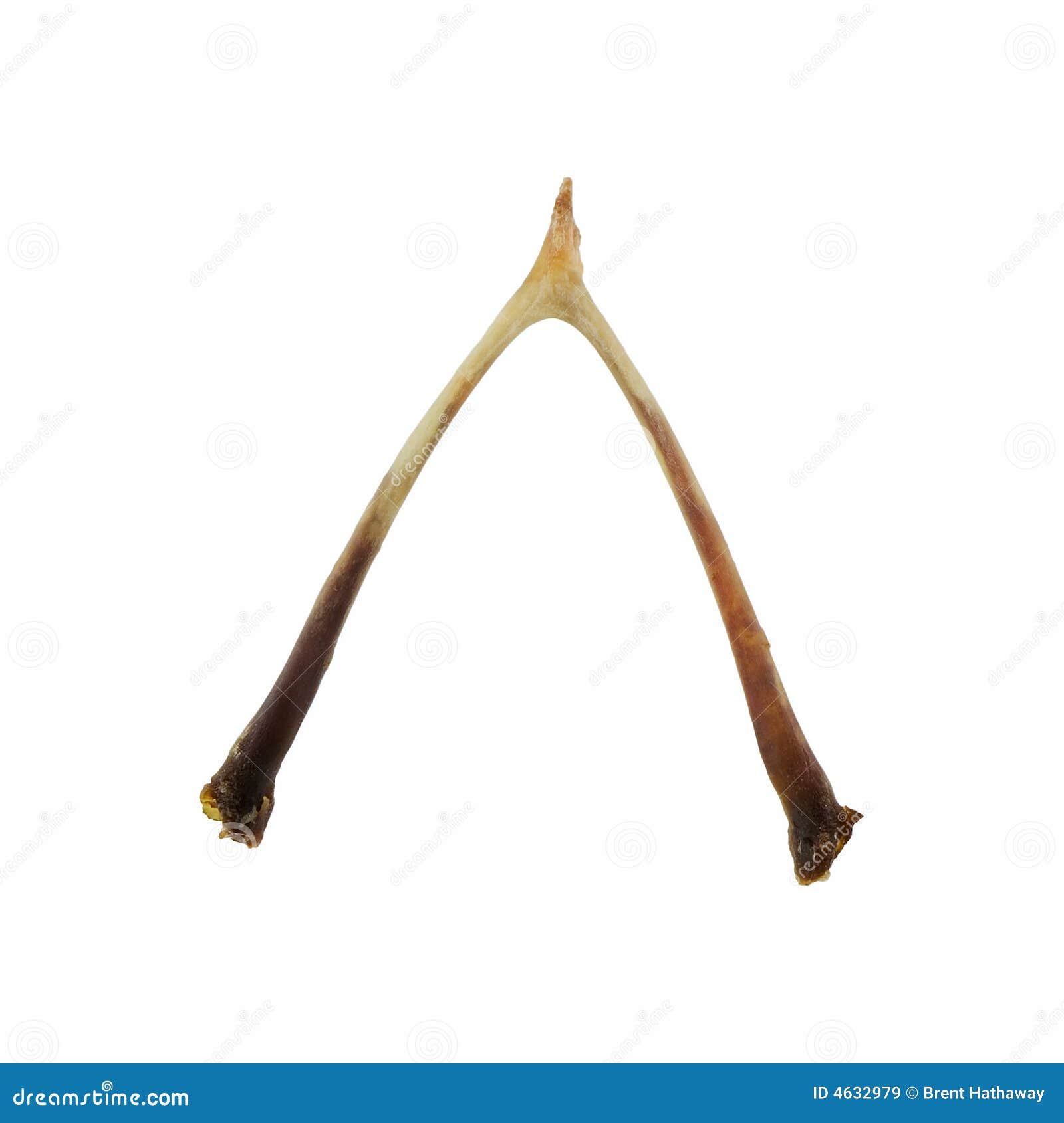 Wishbone stock image. Image of chicken, isolated, wishbone 4632979