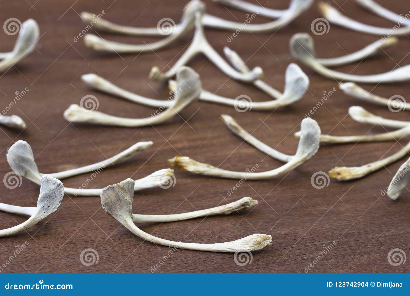 Wishbone, Chicken Wishbones Stock Photo Image of still, luck 123742904