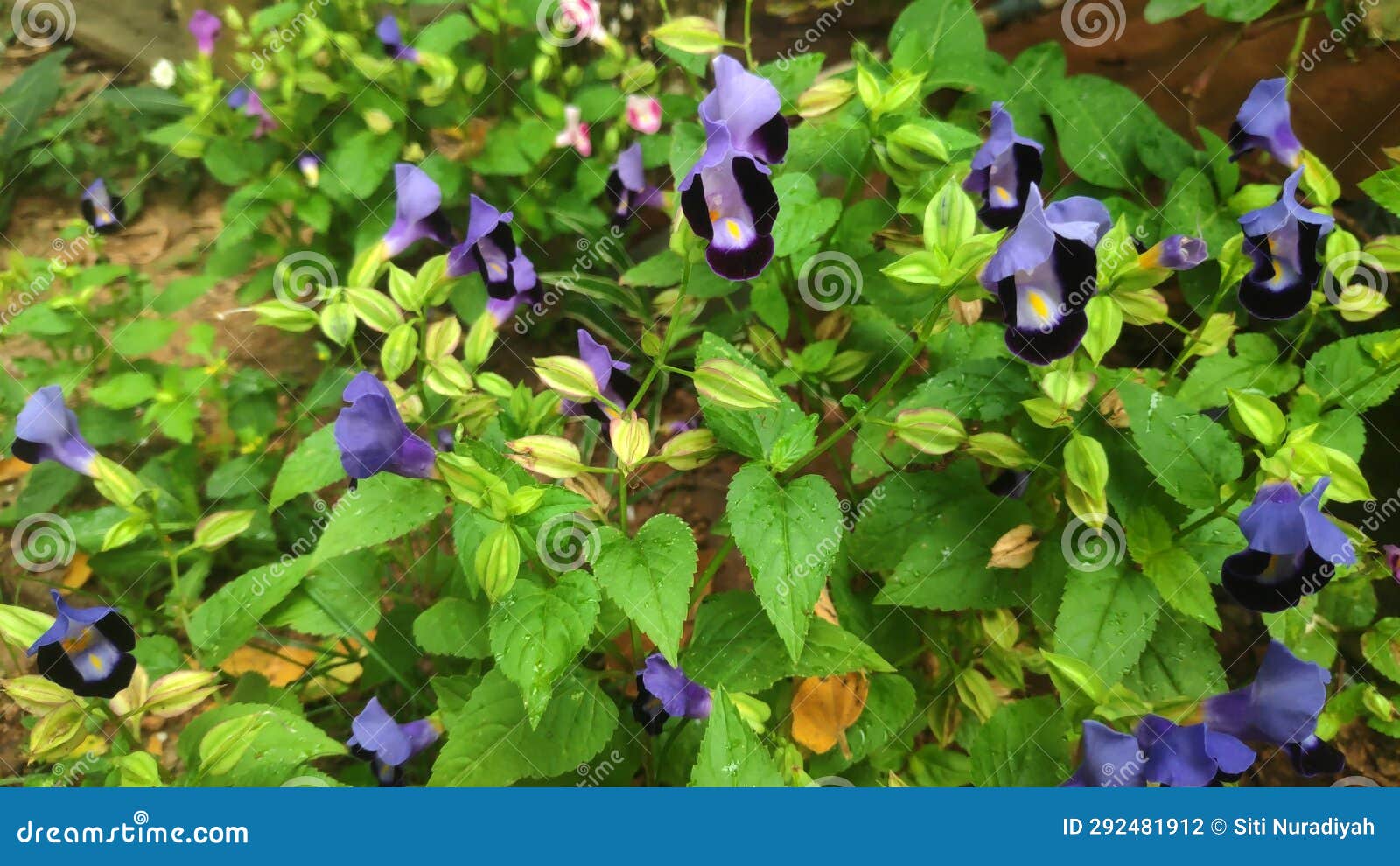 wishbone flower (torenia fournieri)