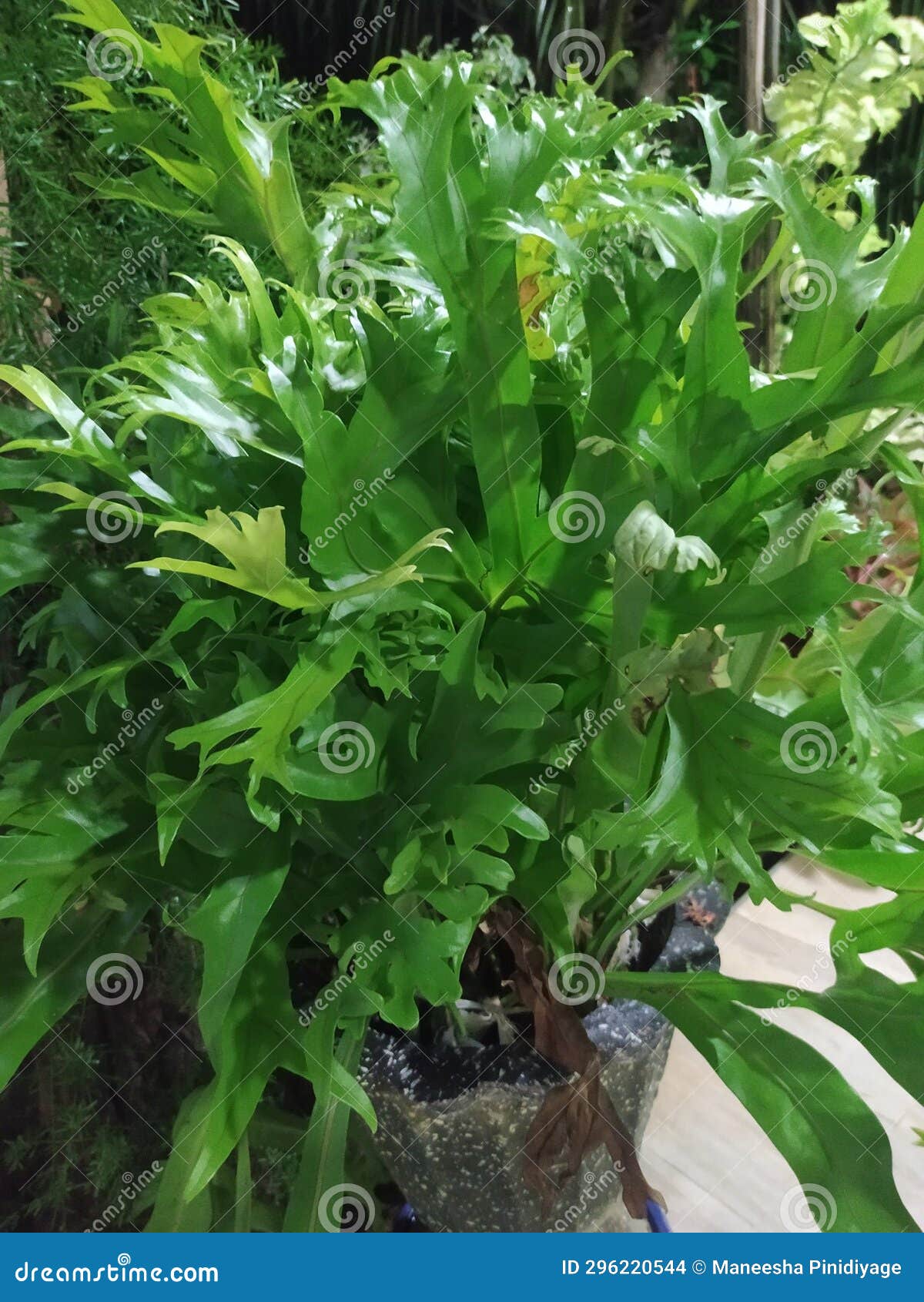 wisithuru plant & x28;mizuna o mostaza japonesa& x29;  sri lanka