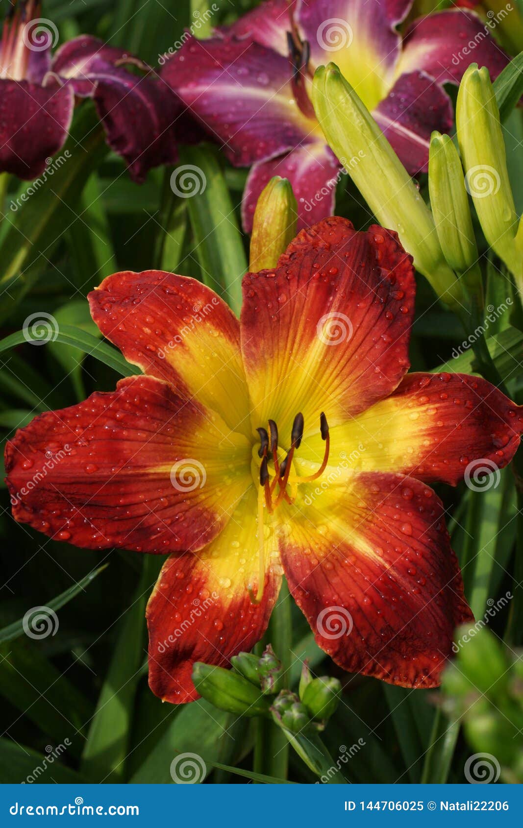 Audria recommends best of Gay bathhouse voyeur throat Daylily deep red