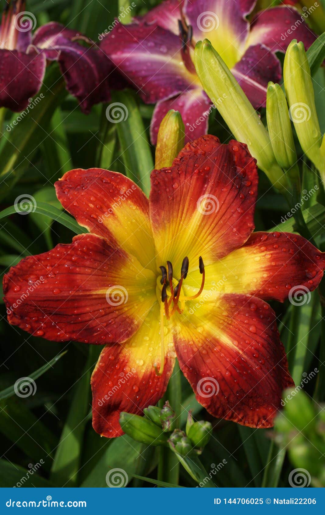 red throat deep Daylily