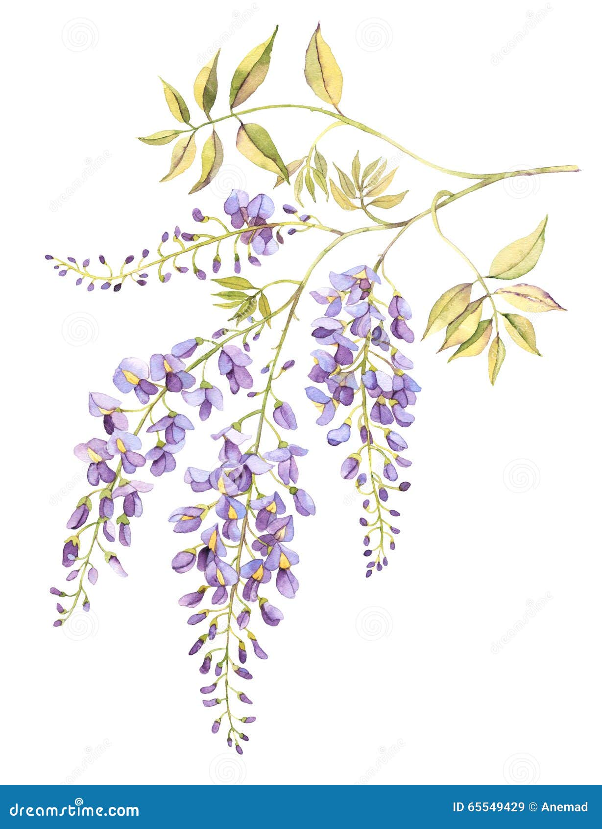 Wisteria bloom watercolor stock illustration. Illustration of spring