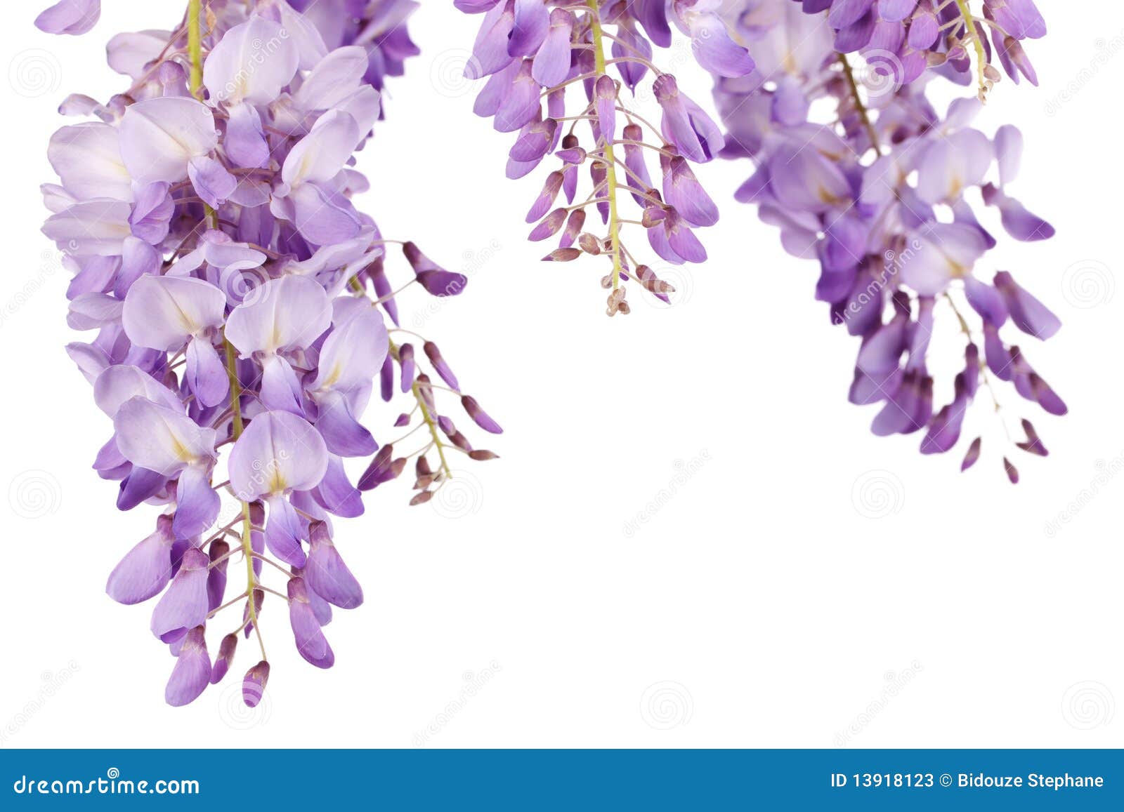 Wisteria closeup stock image. Image of japan, background 13918123
