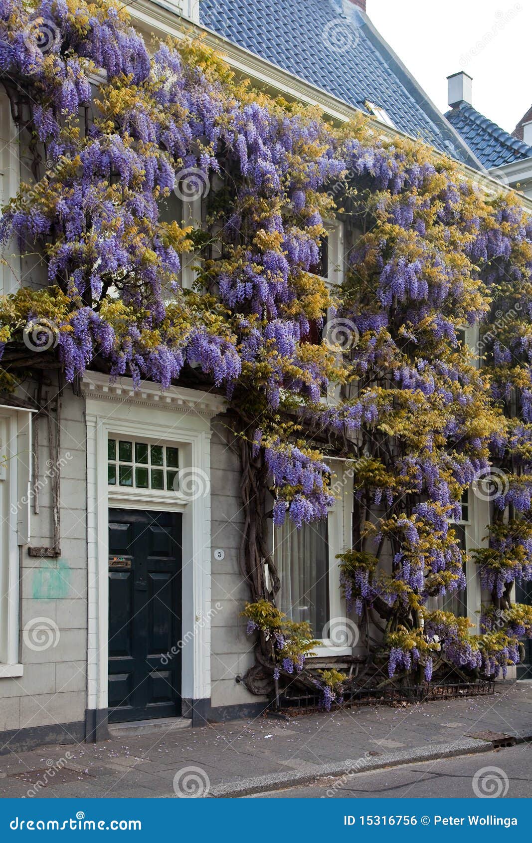 Wisteria Flower on the Front of a House Stock Photo Image of plant