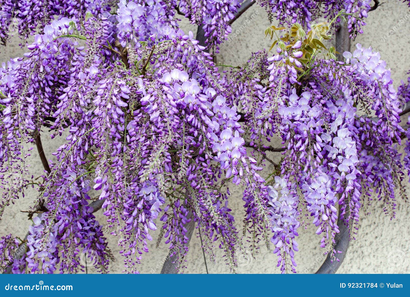 Wisteria flower stock photo. Image of wall, sunny, nature 92321784