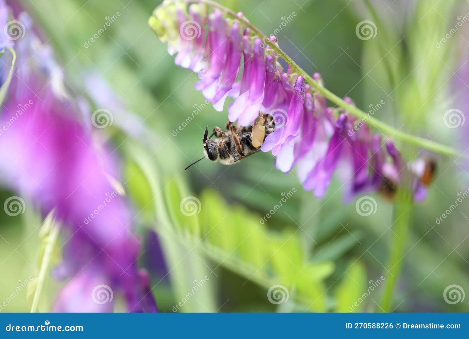 Wisteria Flowers and Carpenter Bee in Springtime. Stock Photo Image