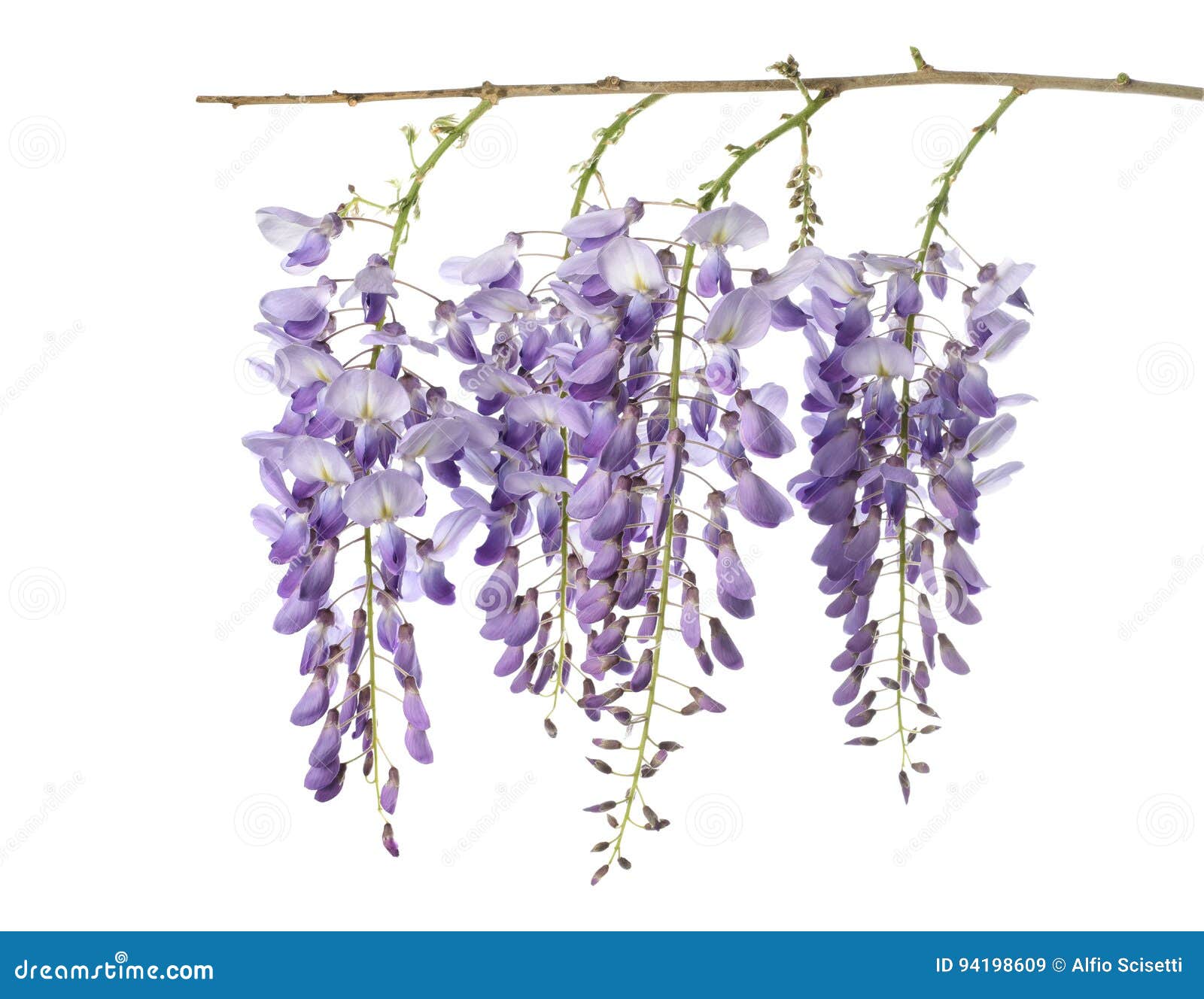 Wisteria flowers isolated stock image. Image of purple 94198609