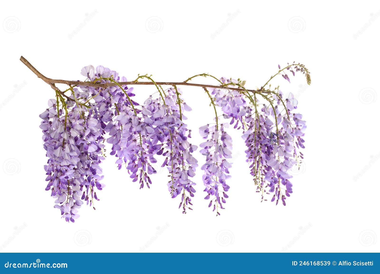 Wisteria flowers stock image. Image of floral, foliage 246168539