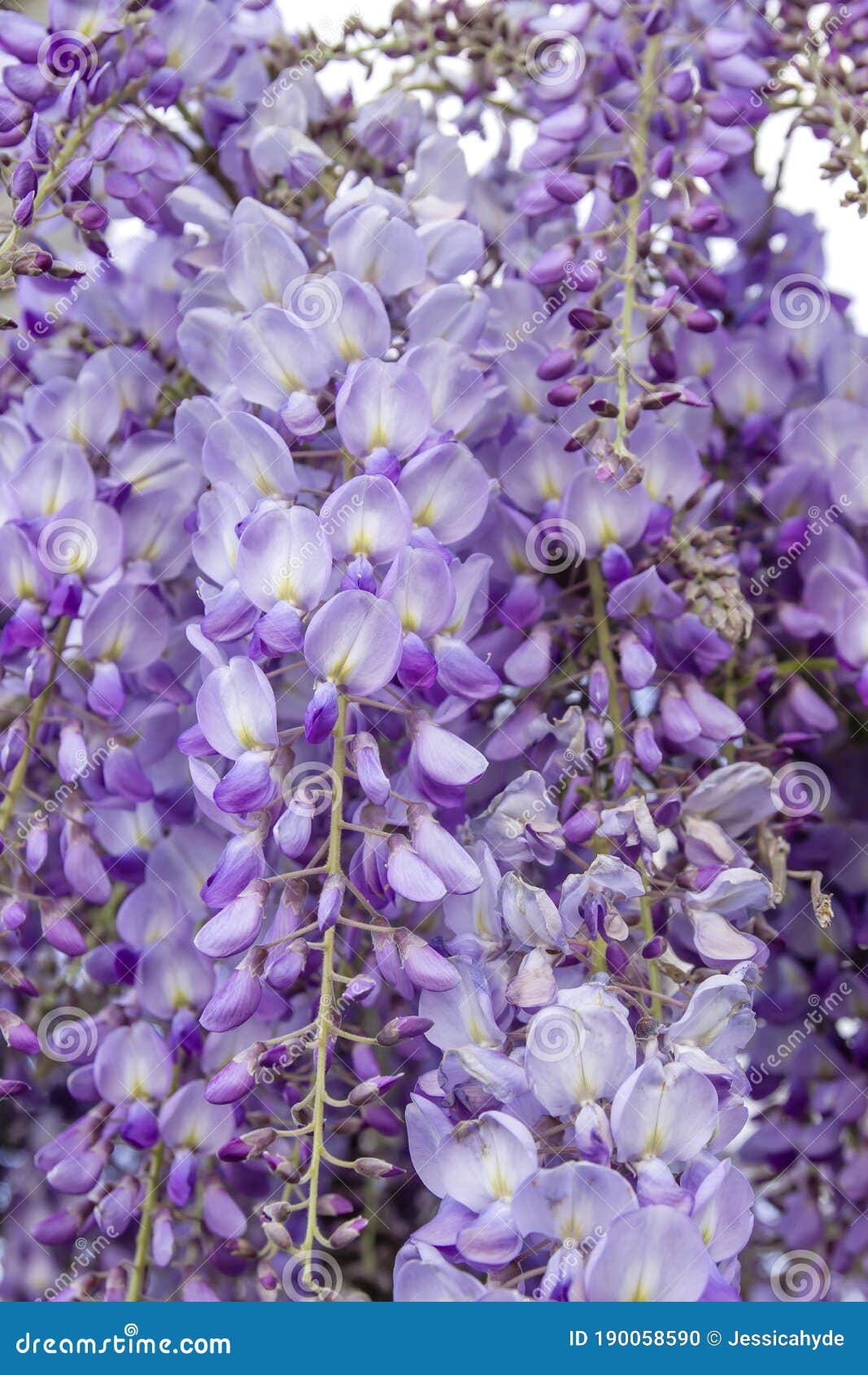 Wisteria flowers stock photo. Image of season, legume 190058590