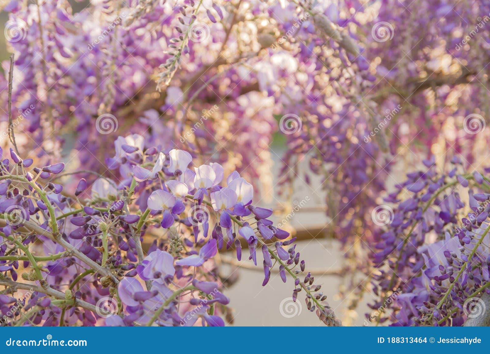 Wisteria Plant Blooming in Spring Stock Photo Image of environment