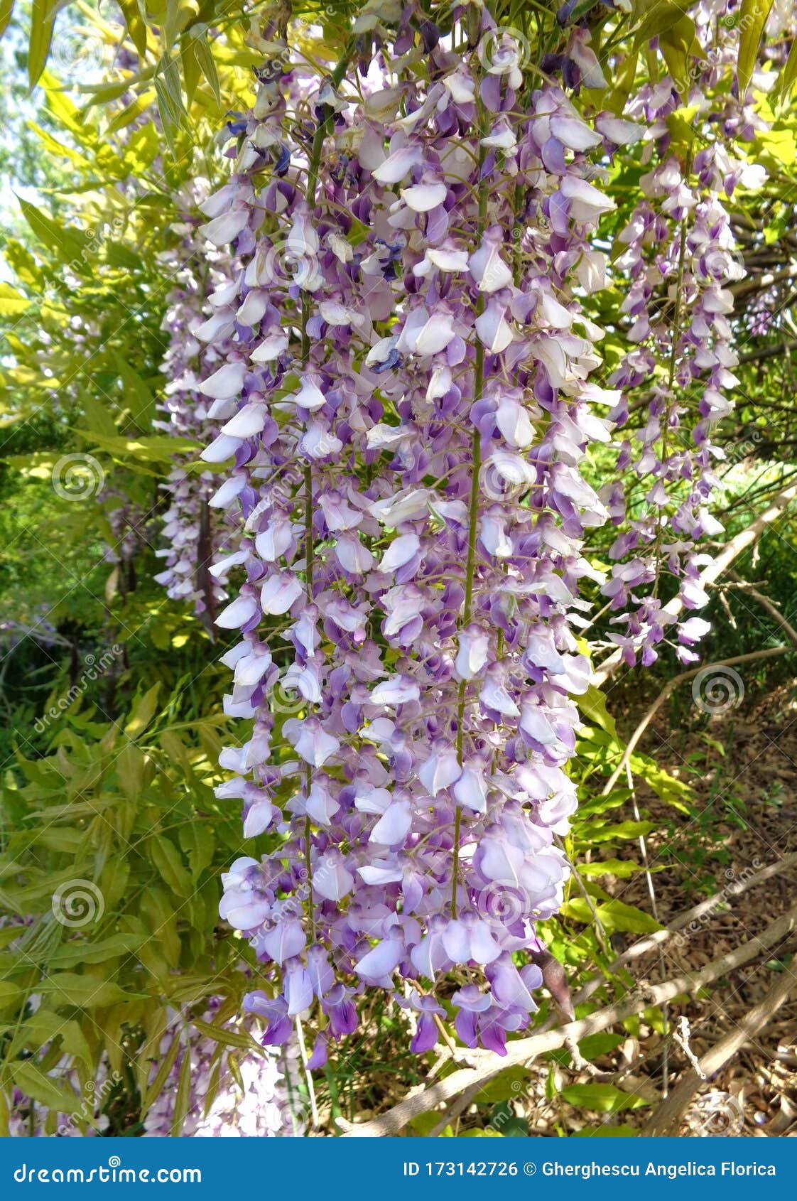 Wisteria purple bright flowers in spring - Wisteria sinensis, commonly known as the Chinese wisteria