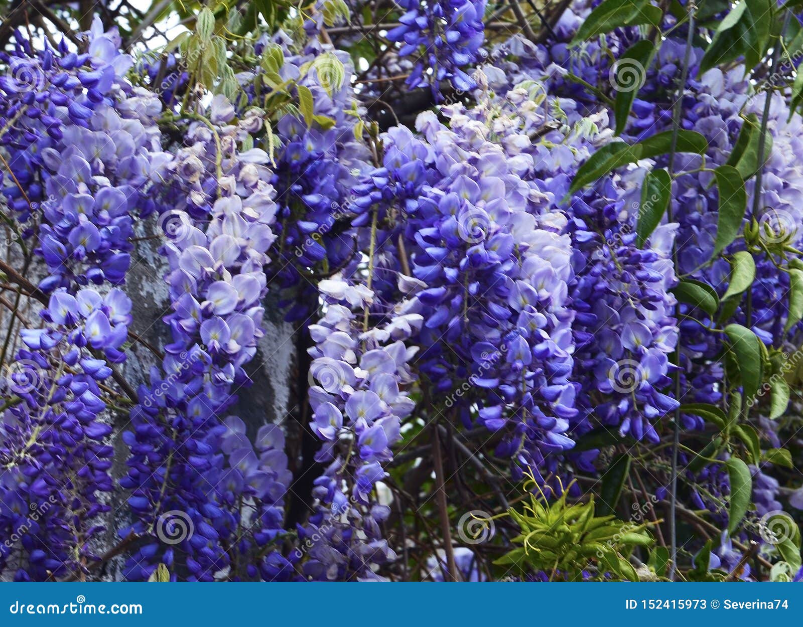 WISTERIA sinensis bleue / GLYCINE DE CHINE BLEUE