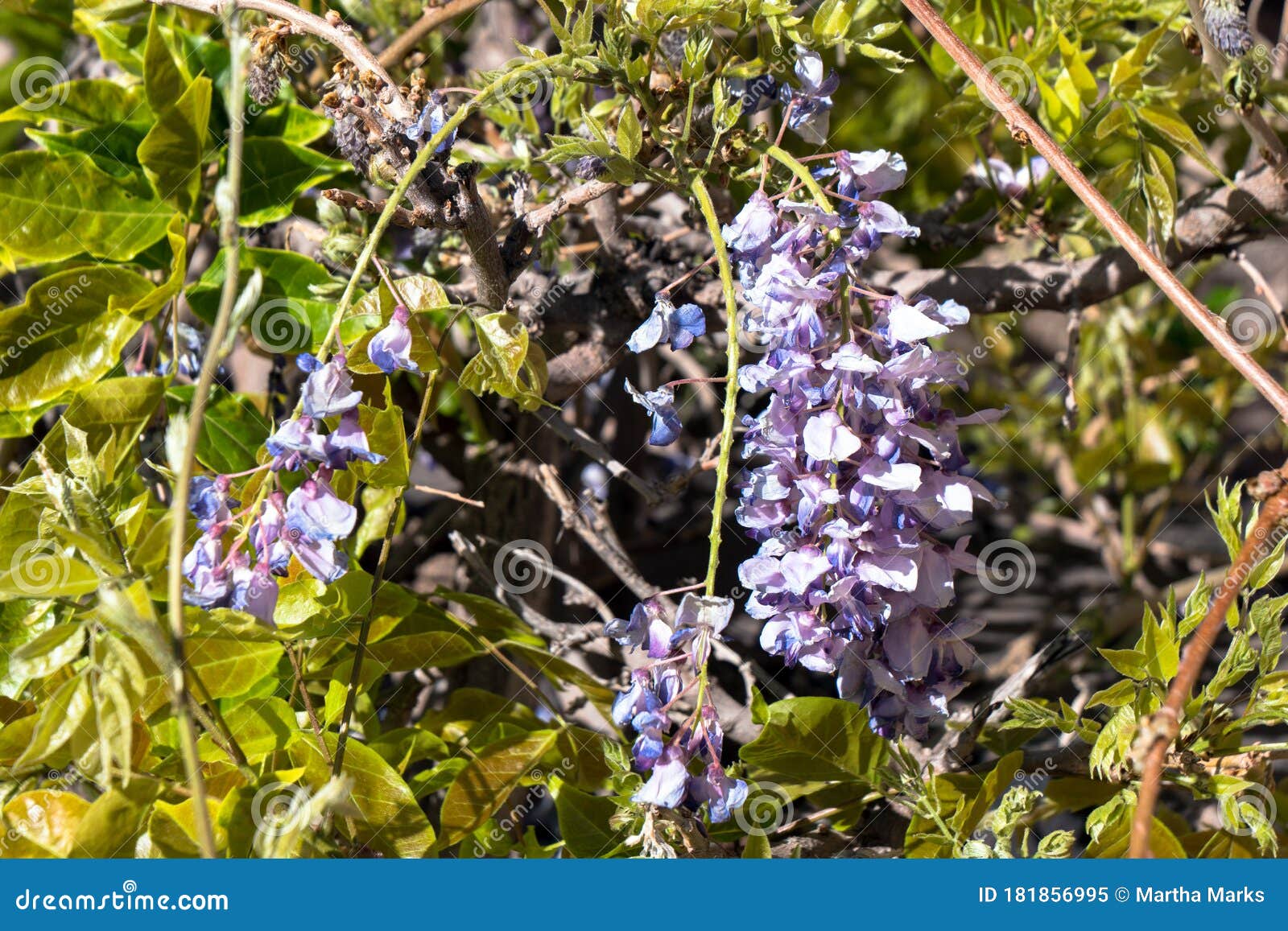 Wisteria Flowers on a Vine in a Garden in Santa Fe, New Mexico, USA Stock Image Image of