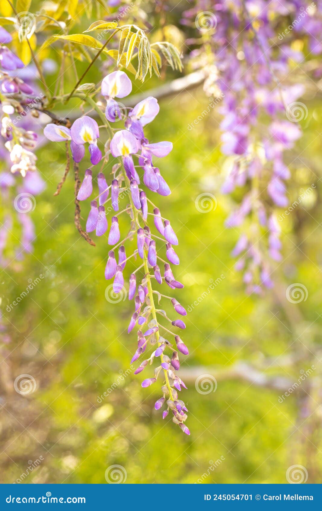 Wisteria Vine Flower Blooming in Garden Stock Image Image of pretty