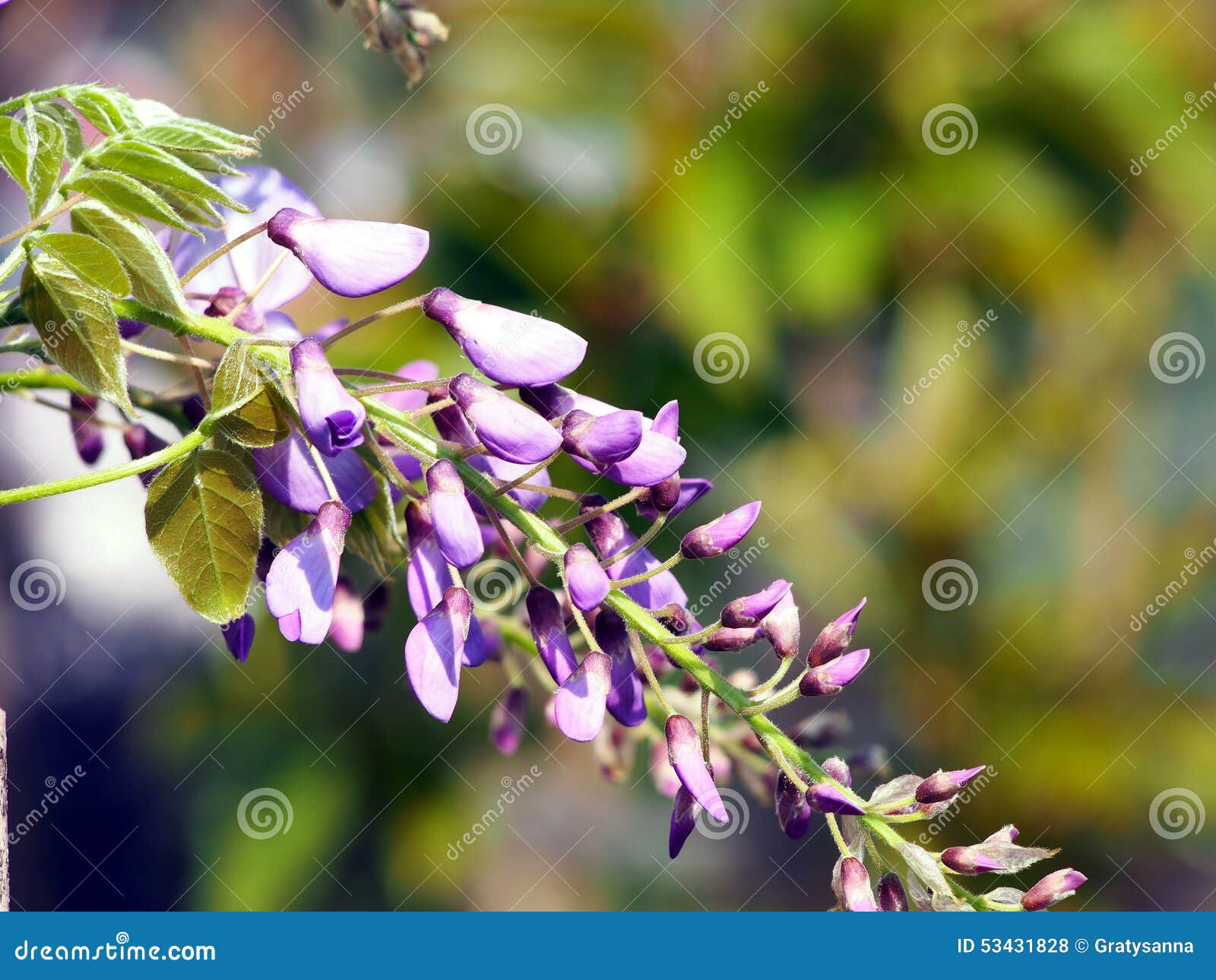 Wisteriasinensis. Vår som skjutas av blommande Wisteria