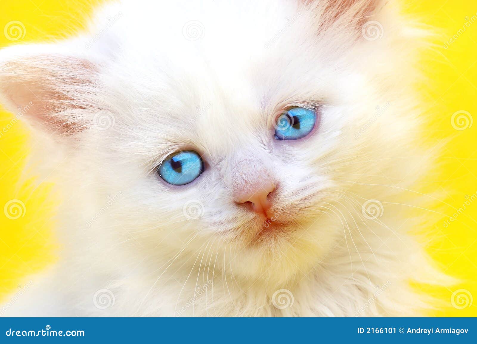 Wit katje met blauwe ogen. stock afbeelding. Image of huisdieren 2166101