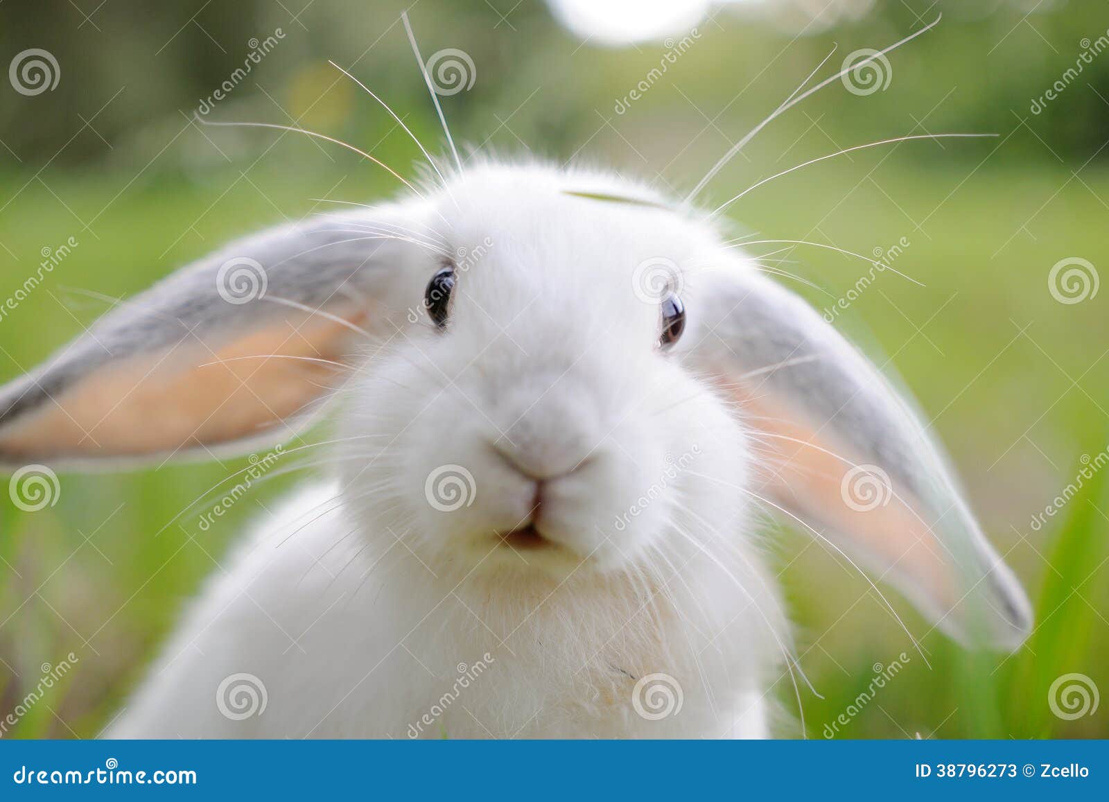 huwelijk Beschuldiging begrijpen Wit konijn stock afbeelding. Image of konijntje, kijkt - 38796273
