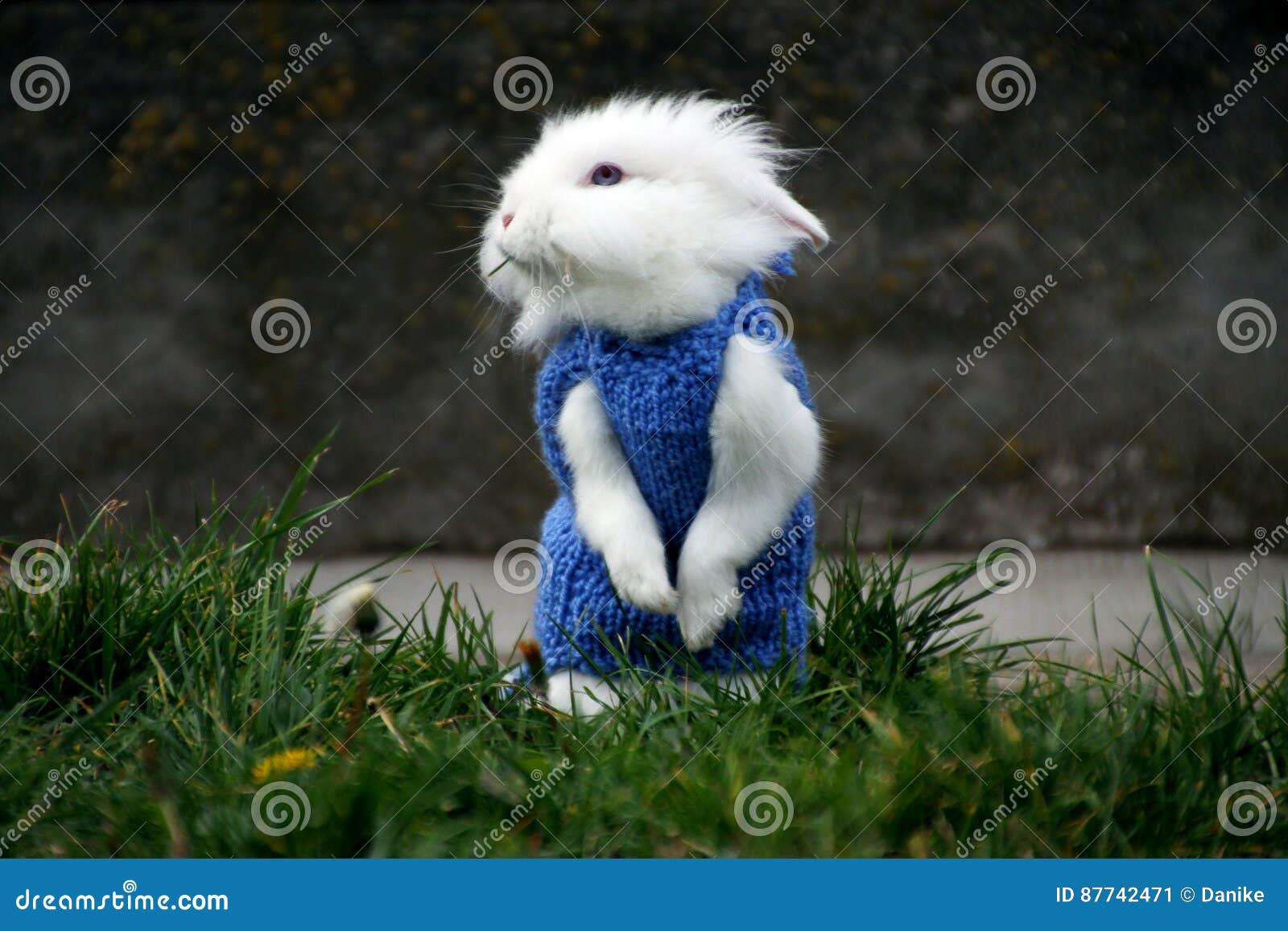 Wit konijn die zich in groen gras bevinden. Mooi weinig wit konijn die zich in groen gras in de zomer bevinden