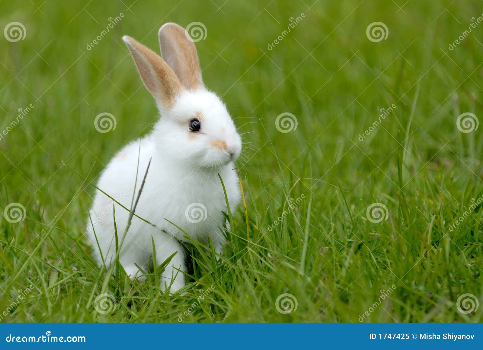 In werkelijkheid Fraude Regan Wit konijn op het gras stock afbeelding. Image of neus - 1747425