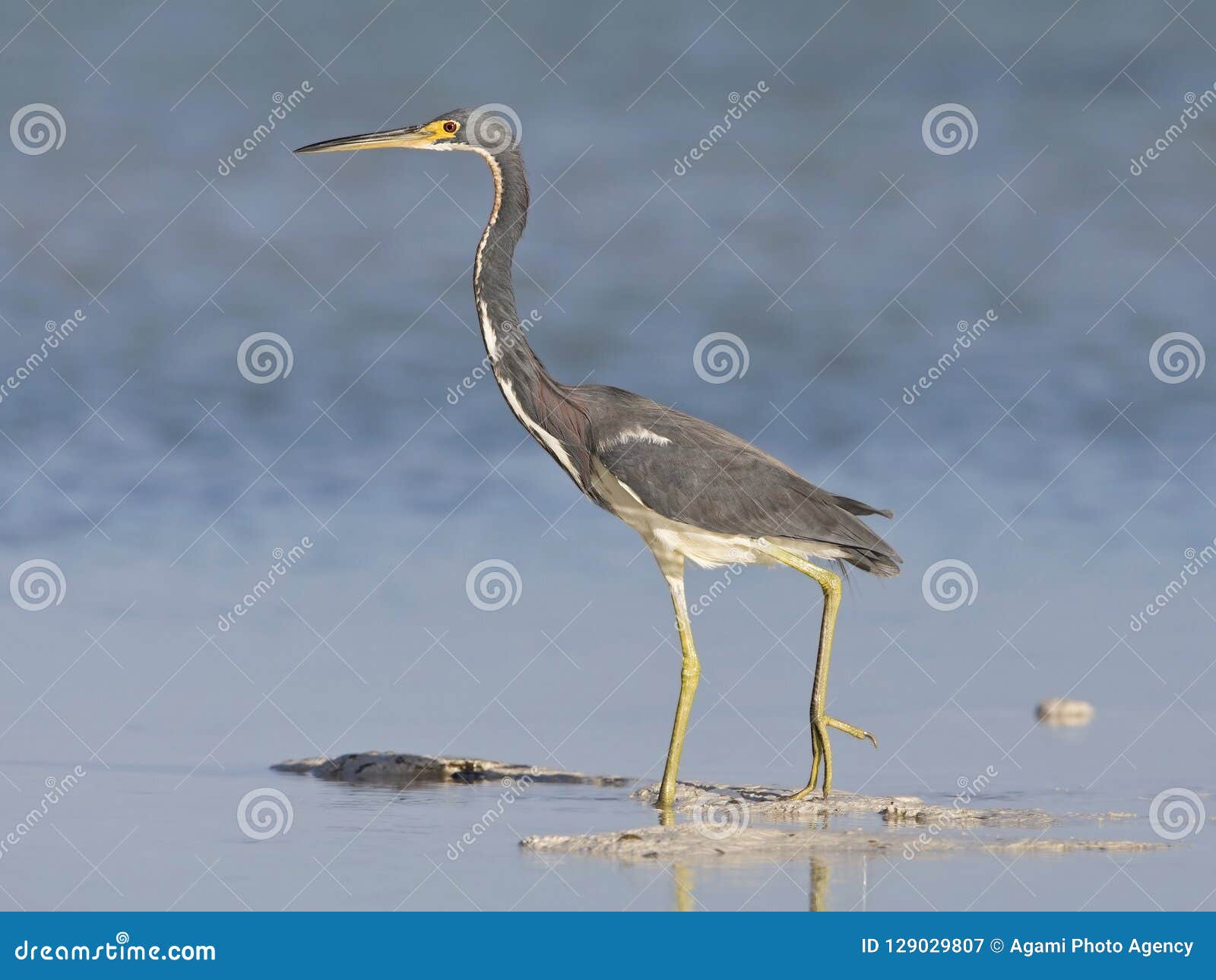 Witbuikreiger, Tricolored Heron, Egretta Tricolor Stock Image - Image ...