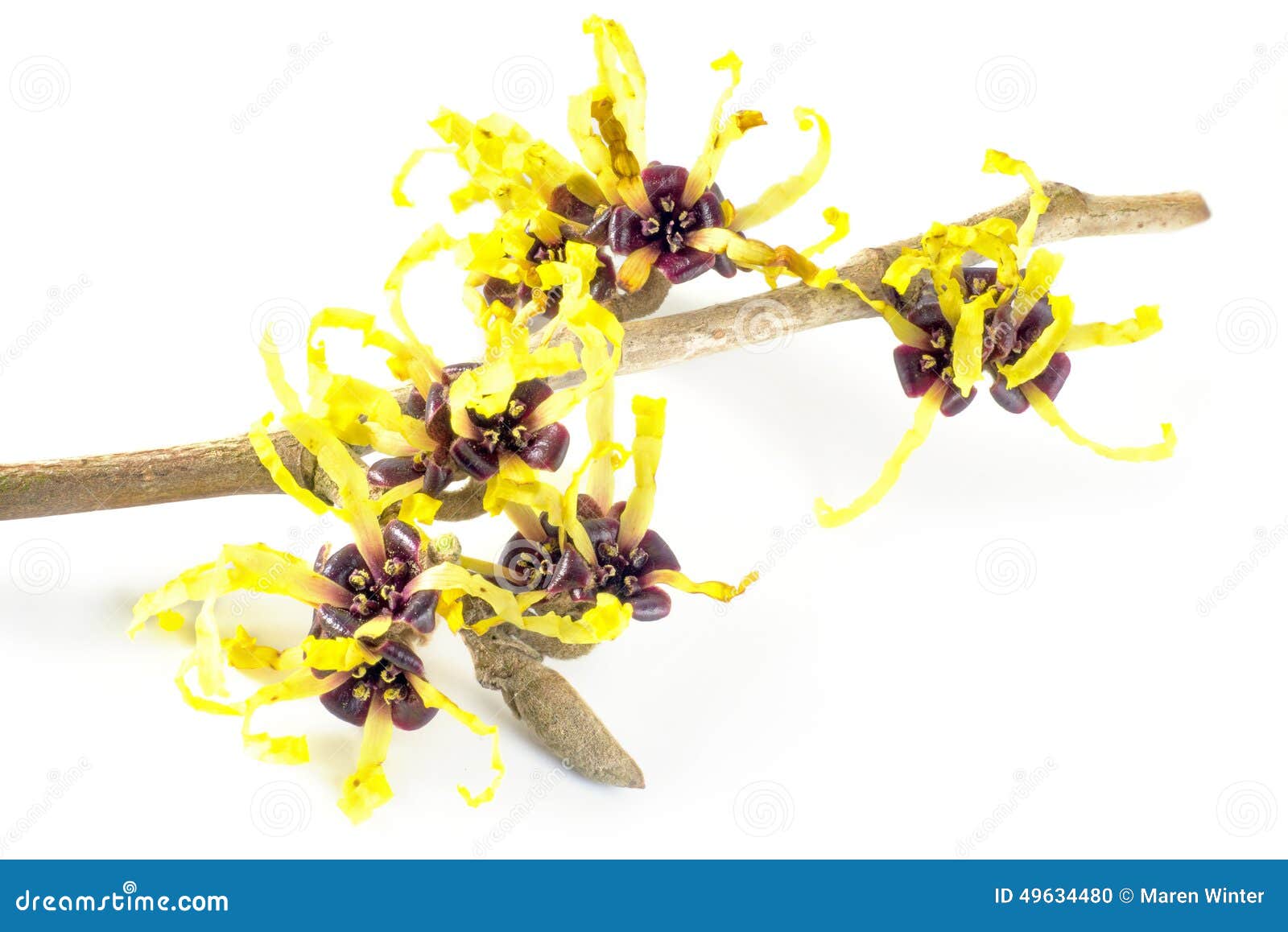 witch hazel in bloom  on white background