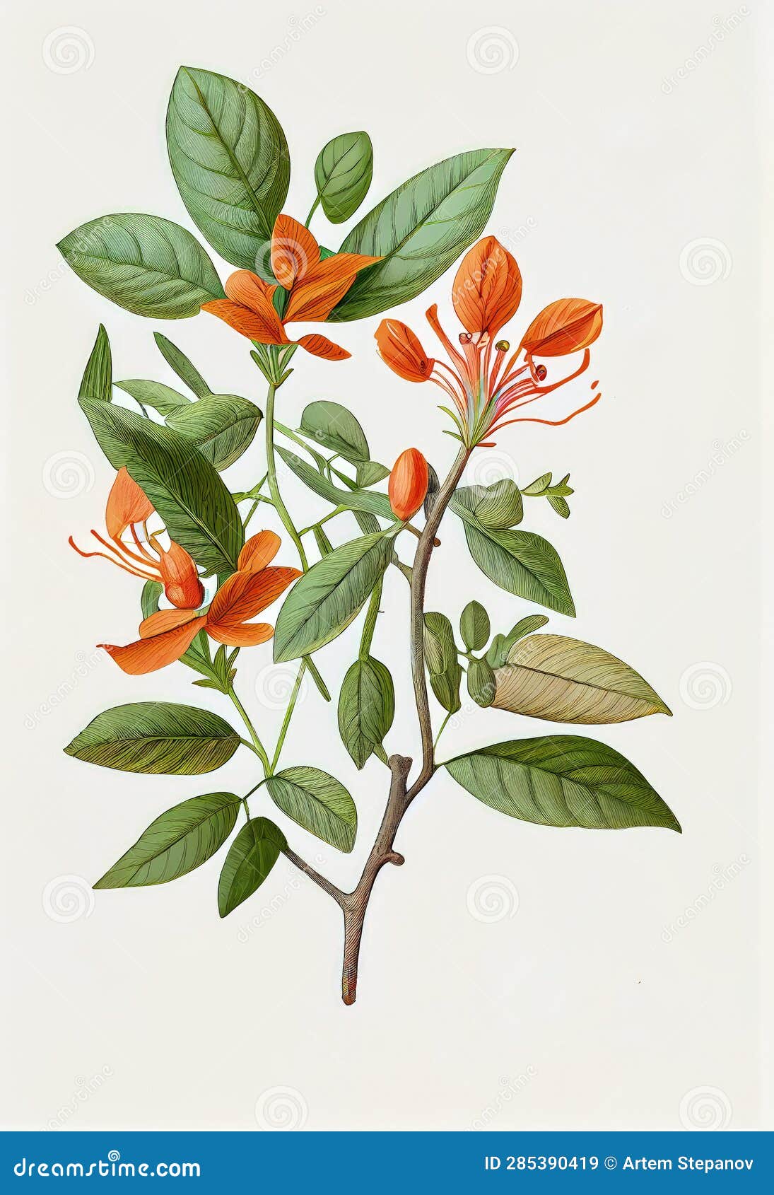 Medicinal Adaptogenic Plants And Herbs Painted Set Watercolor medicinal-adaptogenic-plants-and-herbs-painted-set-watercolor