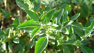 Ashwagandha Benefits For Weight Loss And Healthcare Stock Image Image Ashwagandha Benefits For Weight Loss And Healthcare Stock Image Image