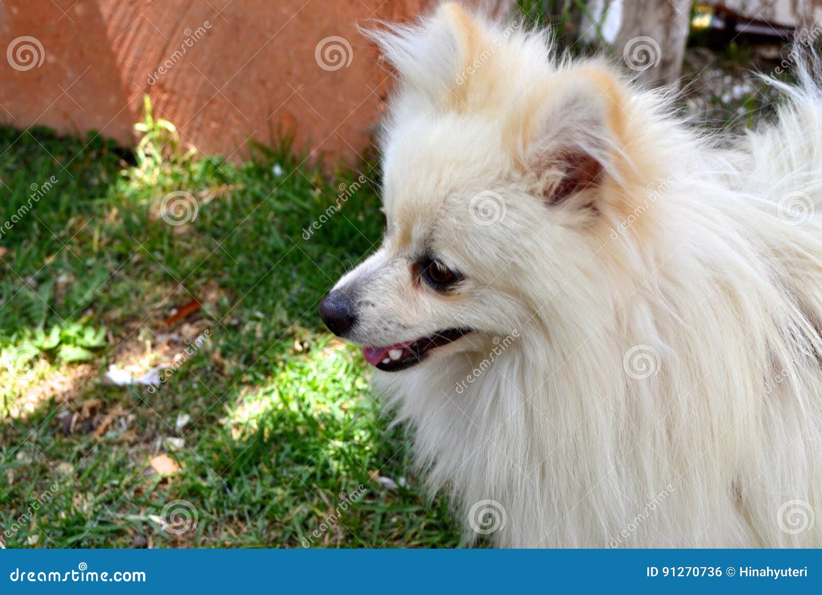 withe pomeranian