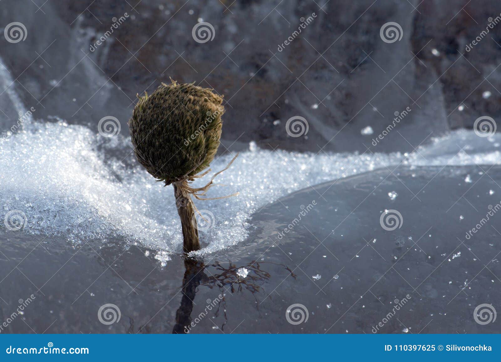 wither plant like tree with roots frozen inside baikal ice