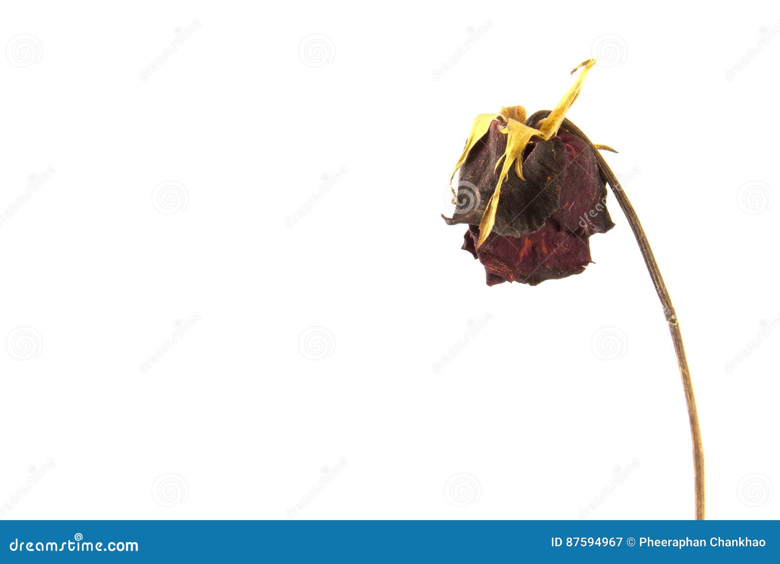 Wither Rose Flower On White Background Stock Image Image of wilt