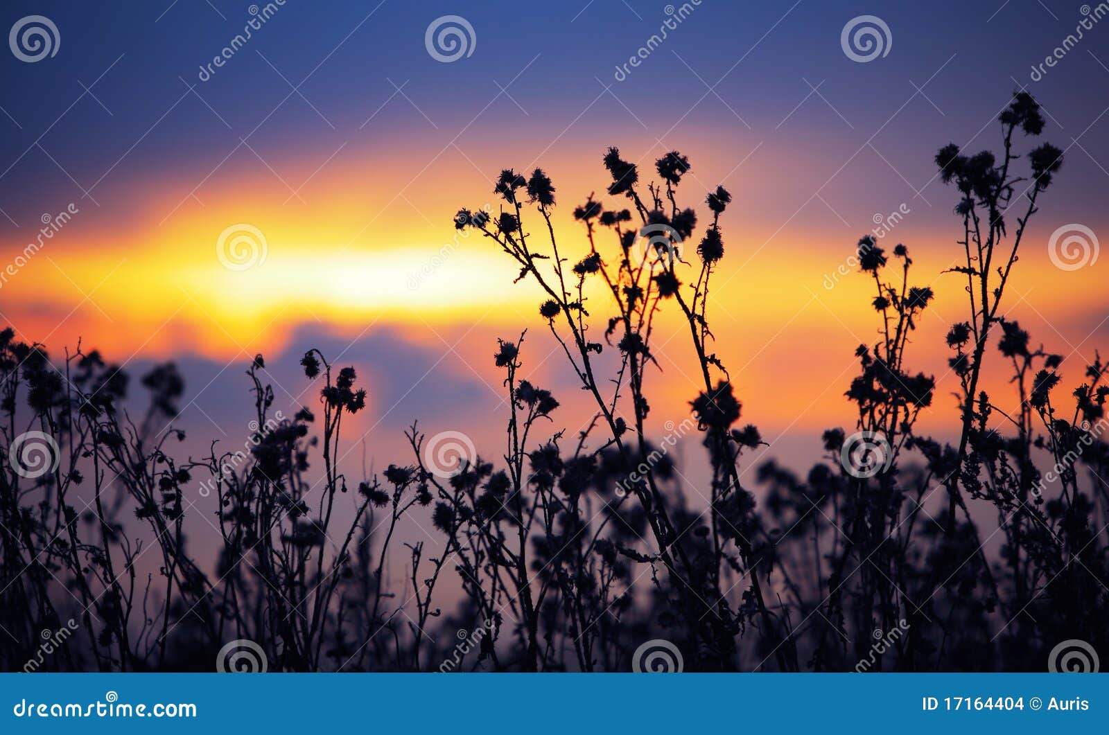 withered agrimony at sunset