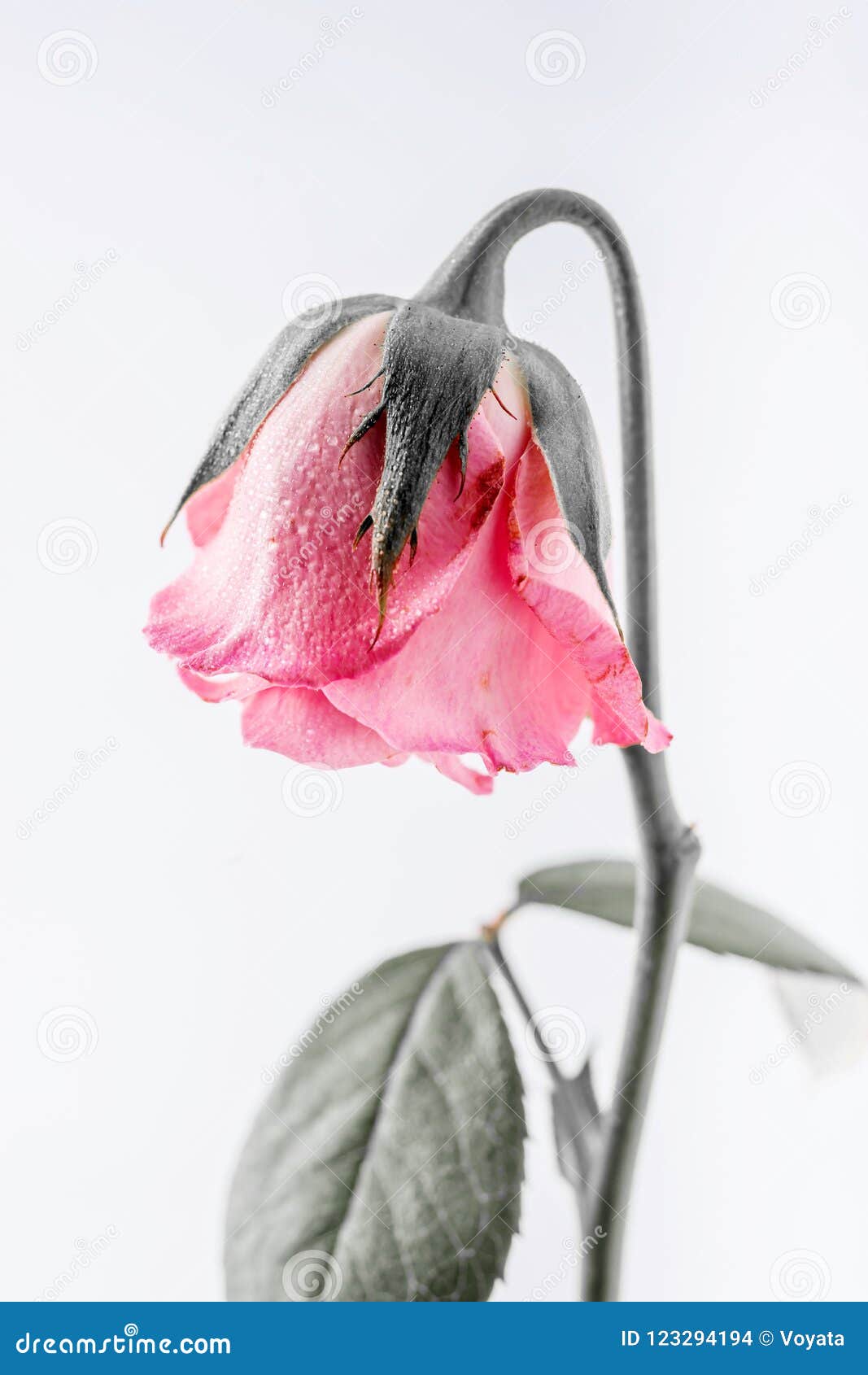 Withered Beautiful Pink Rose on White Background Stock Photo - Image of