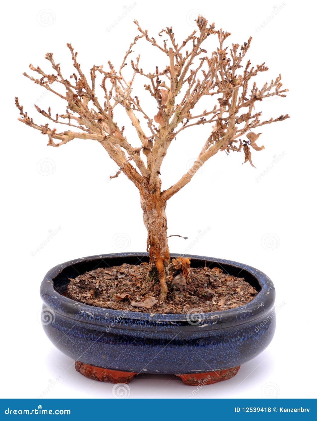 withered bonsai