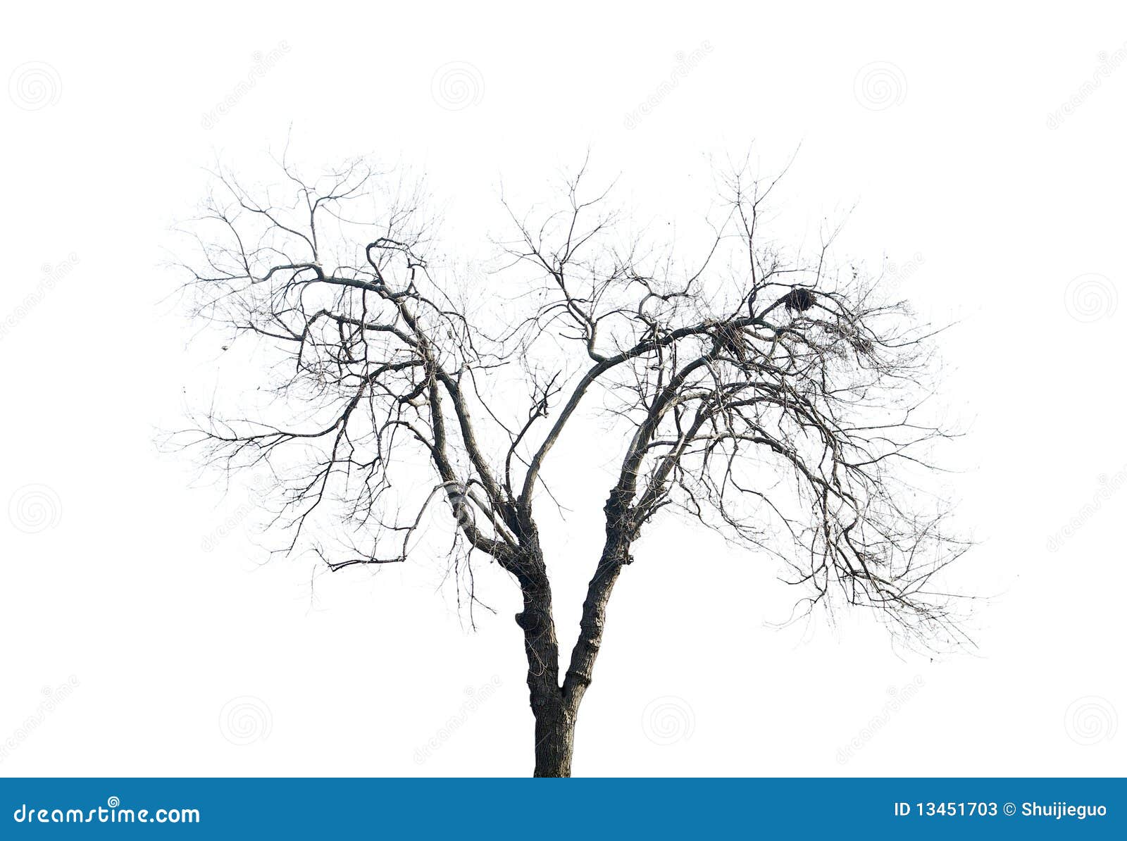 withered branches