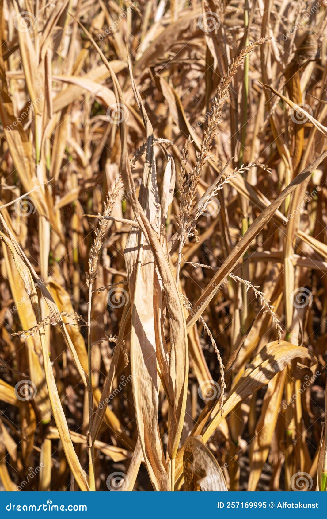 withered corn plants, aridity in germany