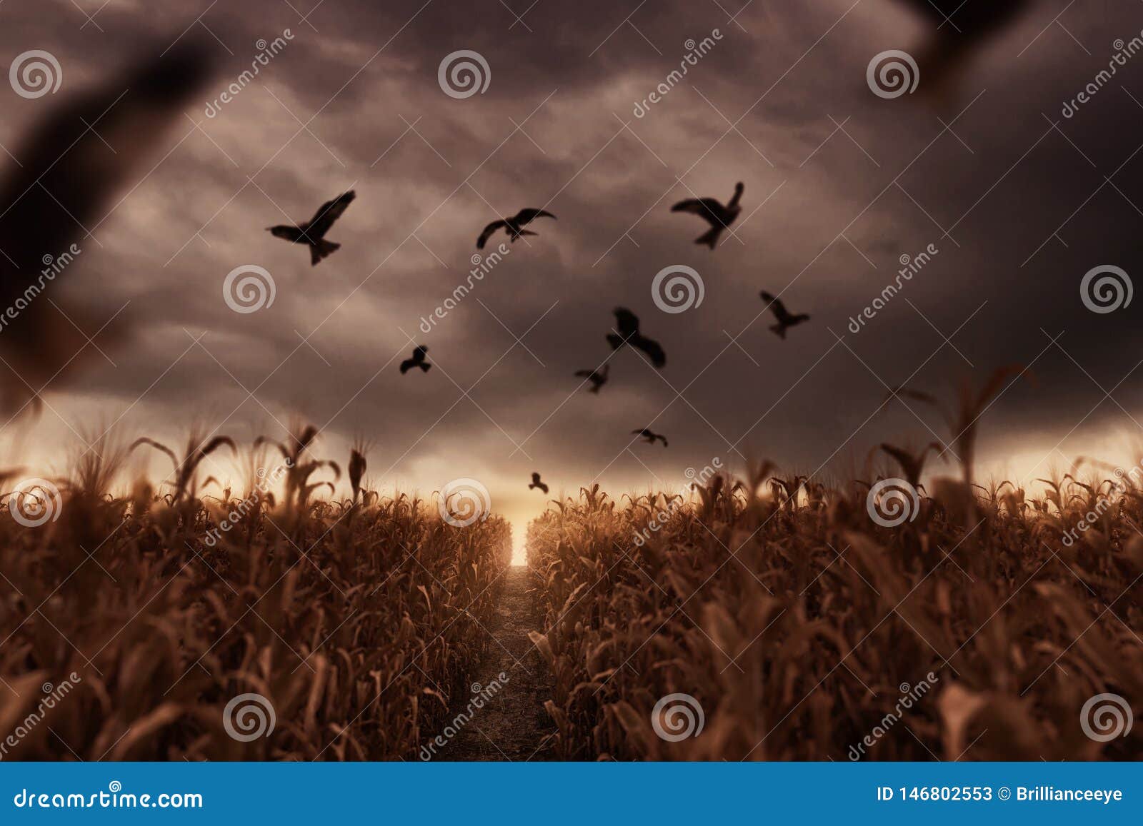 withered cornfield with flying birds in the apocalyptic mood