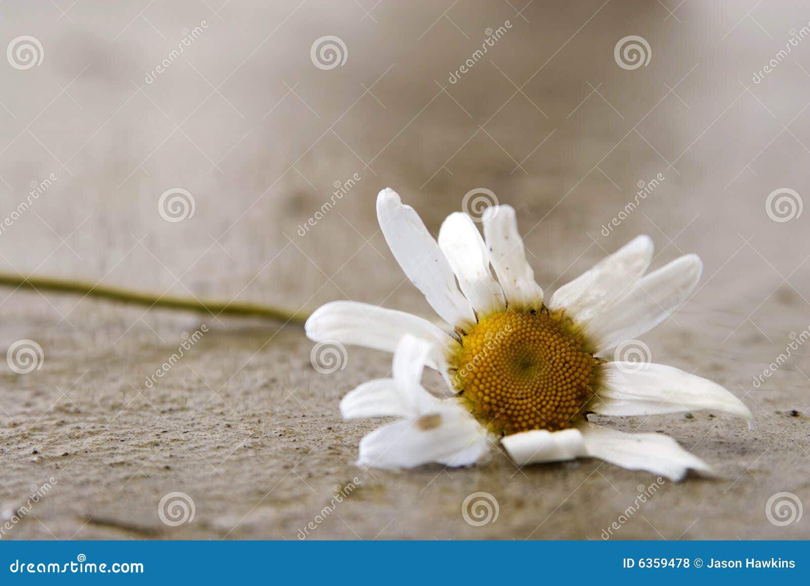 withered daisy